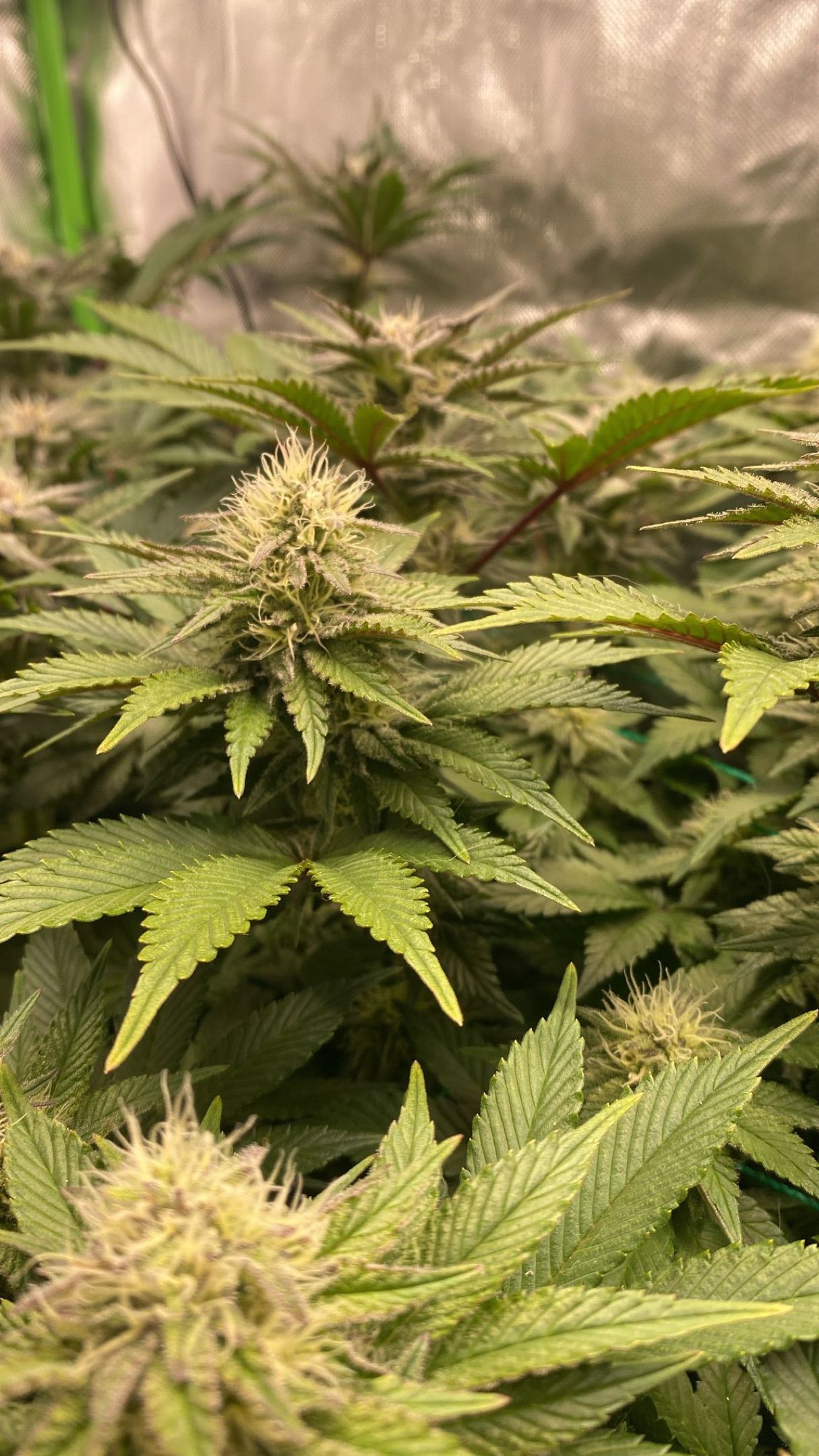 Amber - Blue gelato #41 growlog photo 117