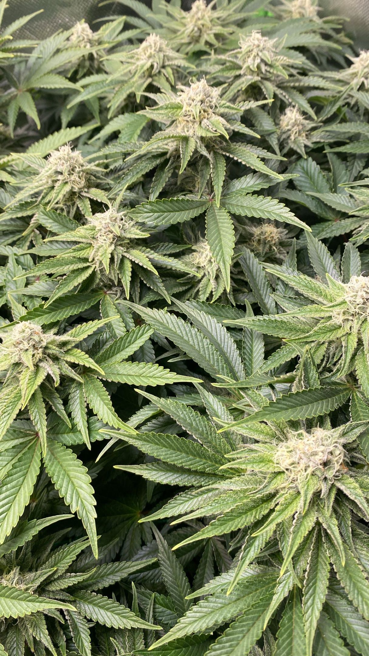 Amber - Blue gelato #41 growlog photo 118