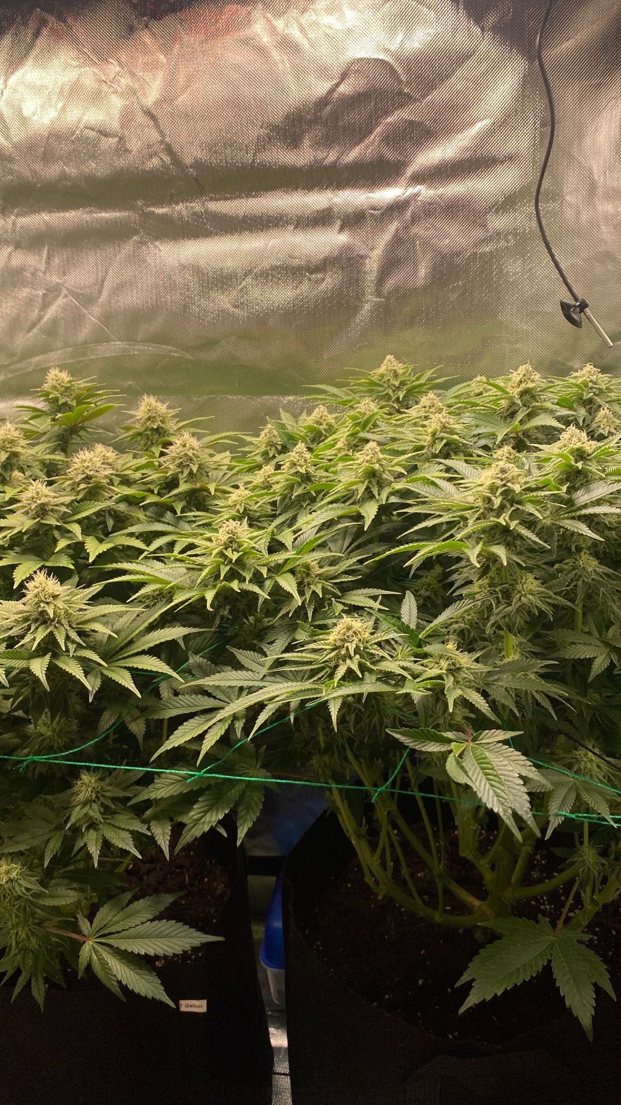 Amber - Blue gelato #41 growlog photo 119