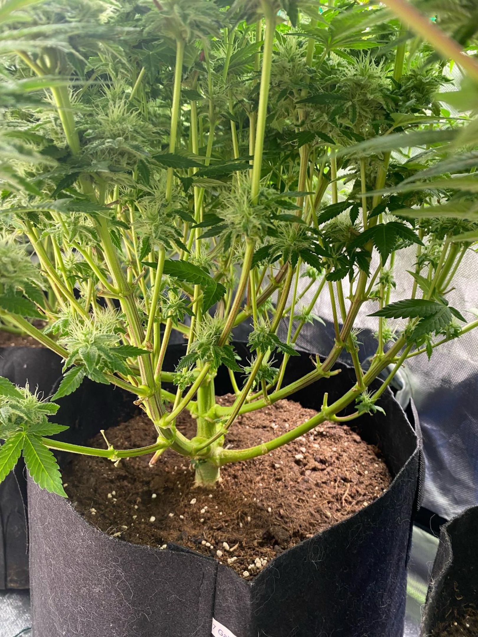 Amber - Blue gelato #41 growlog photo 120