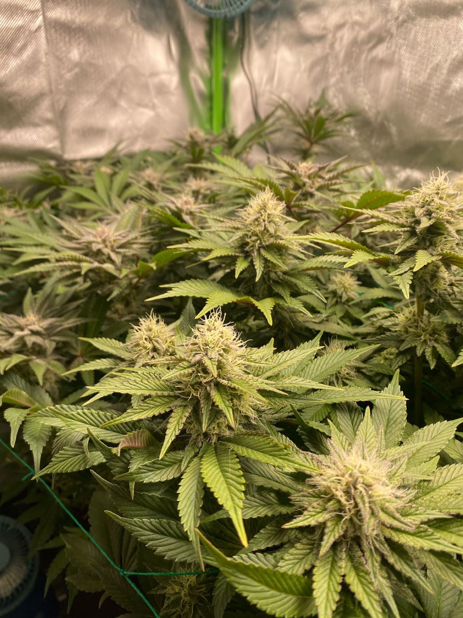 Amber - Blue gelato #41 growlog photo 126