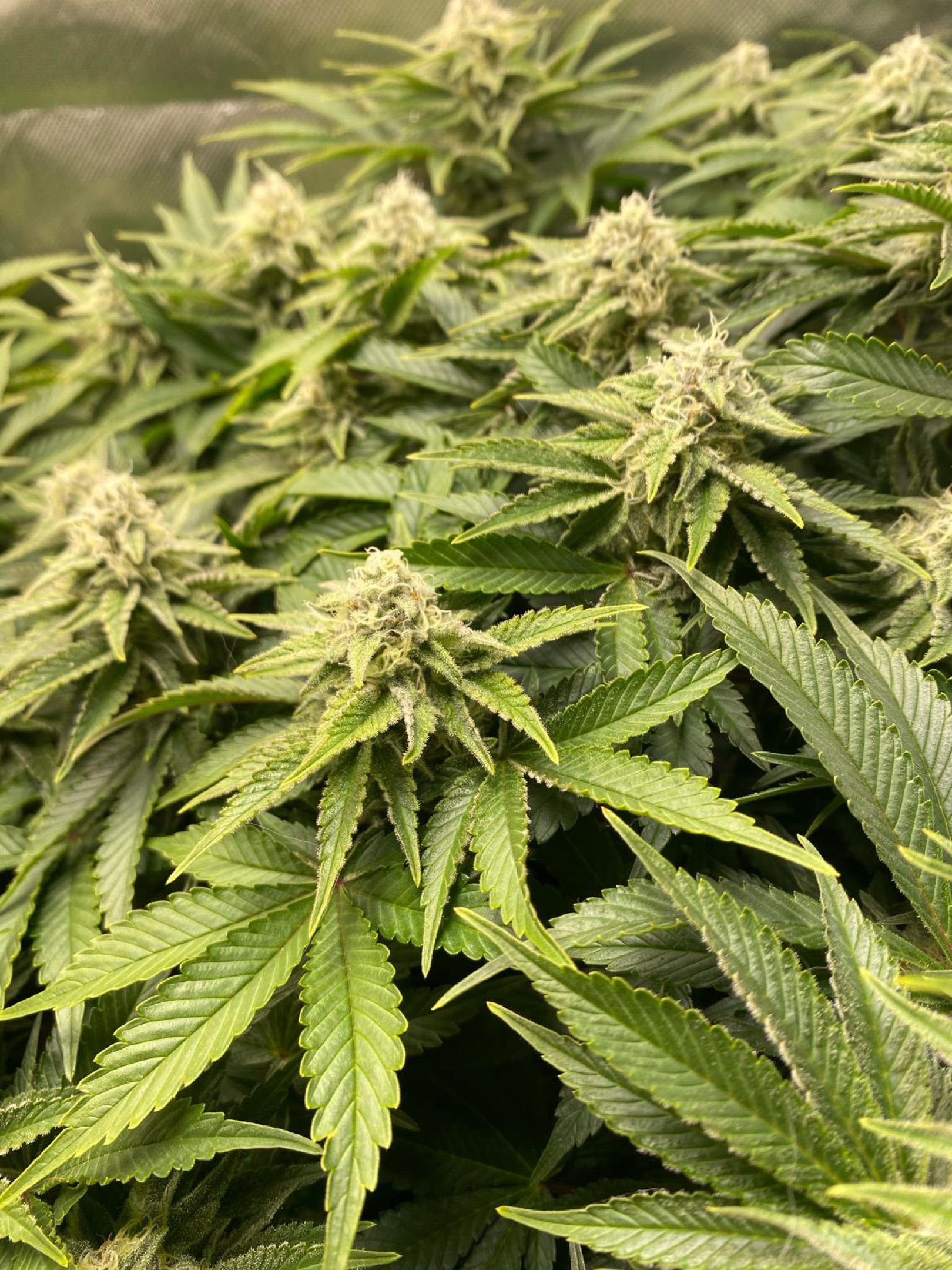 Amber - Blue gelato #41 growlog photo 121