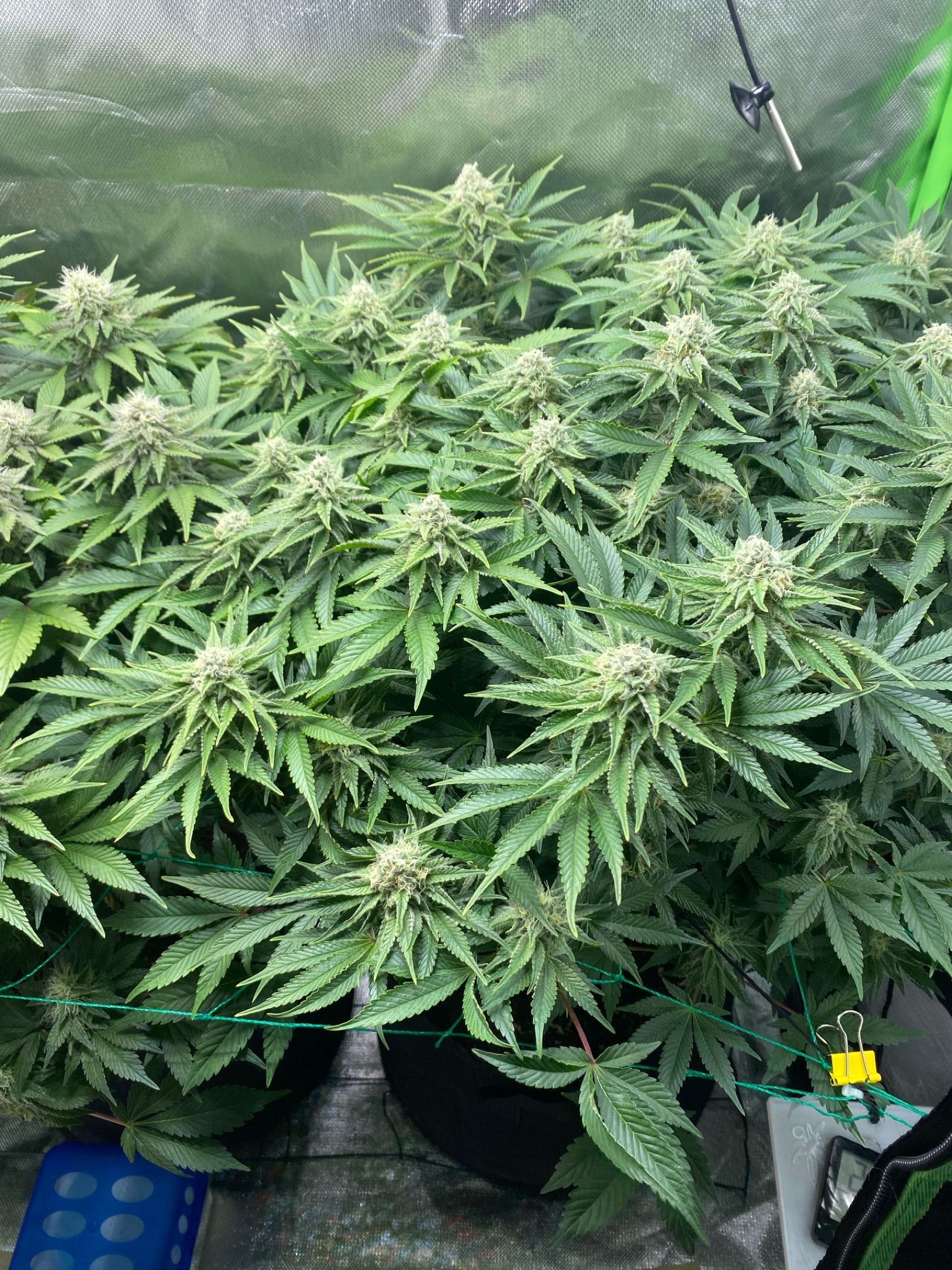 Amber - Blue gelato #41 growlog photo 122