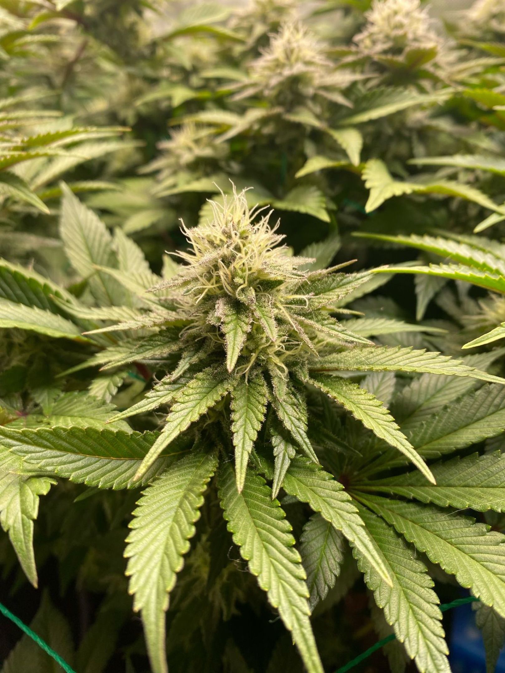 Amber - Blue gelato #41 growlog photo 123