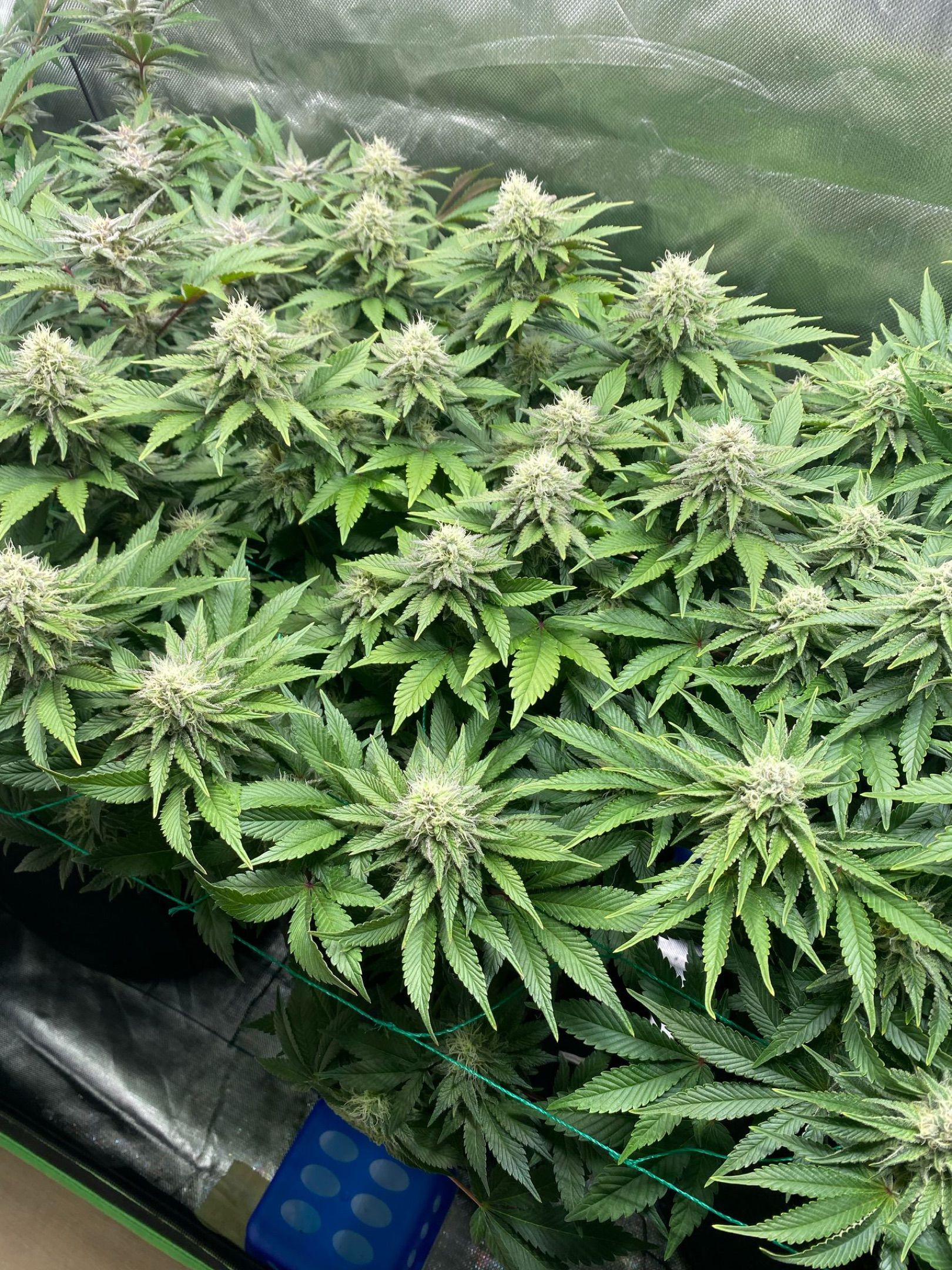 Amber - Blue gelato #41 growlog photo 125