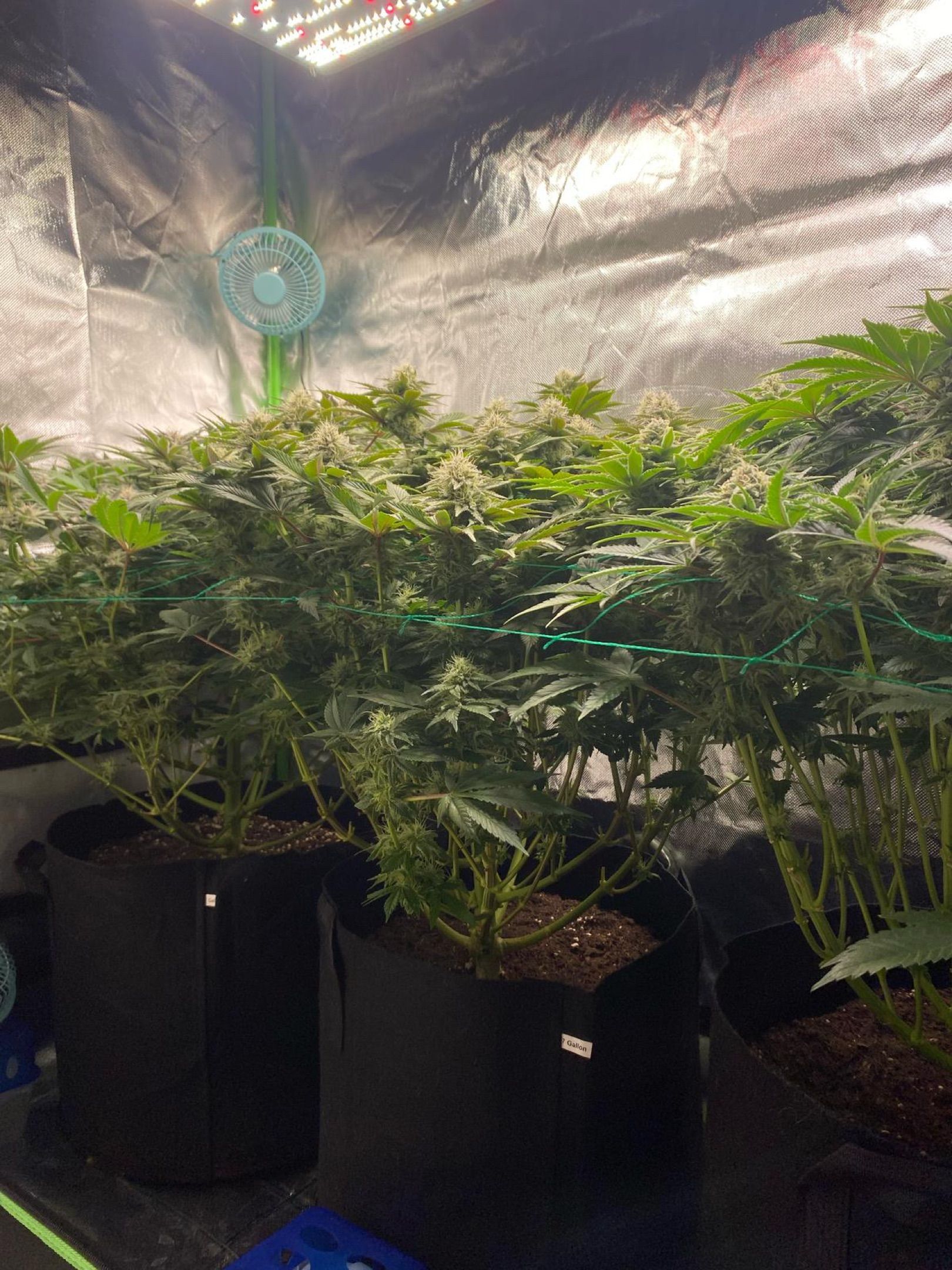 Amber - Blue gelato #41 growlog photo 127