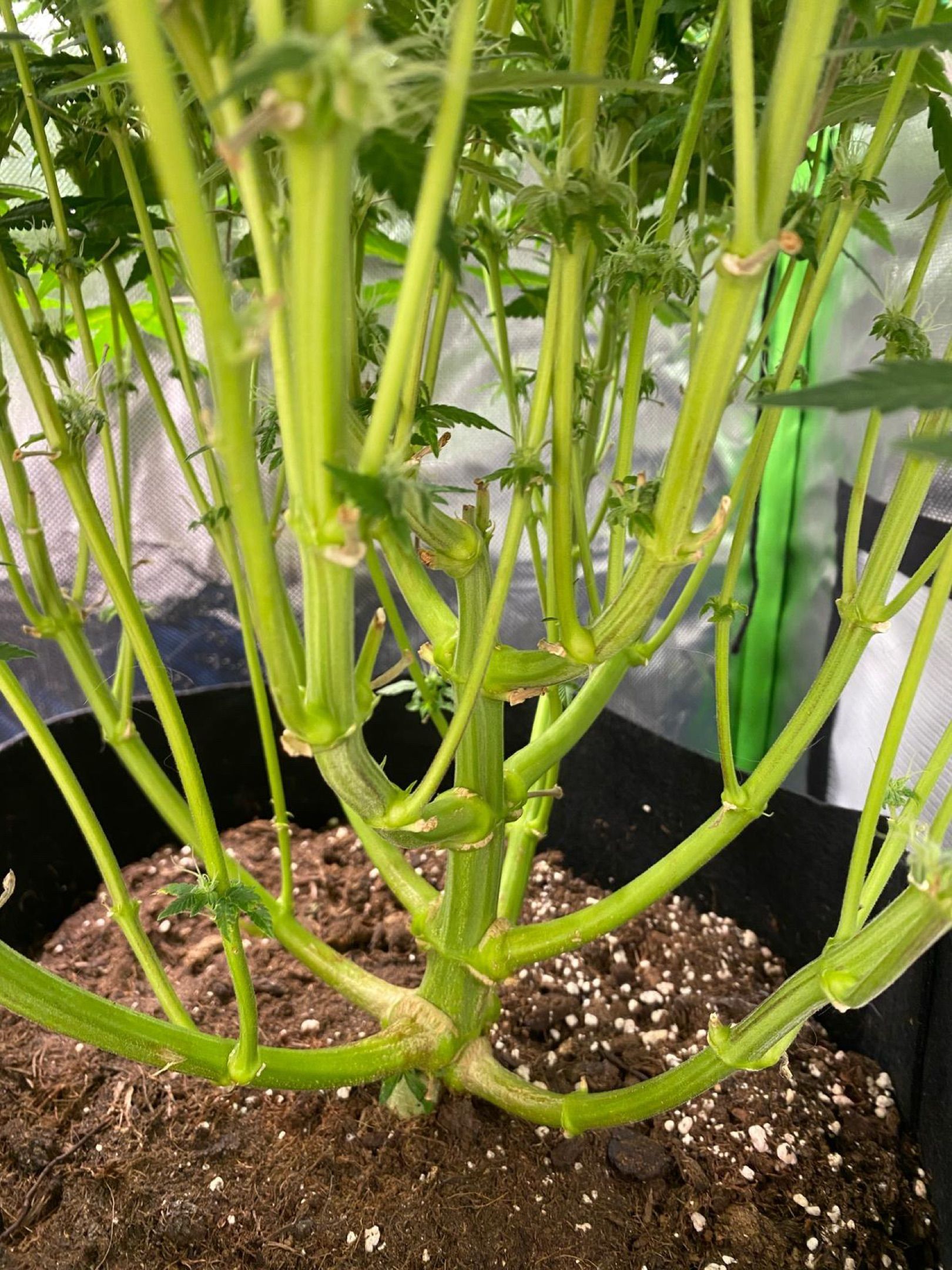 Amber - Blue gelato #41 growlog photo 128