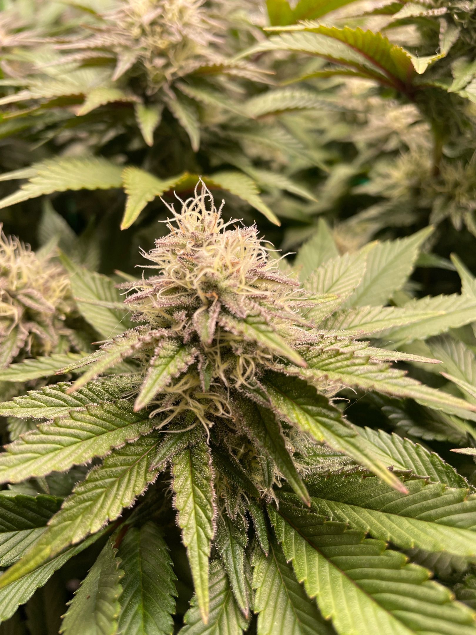 Amber - Blue gelato #41 growlog photo 129