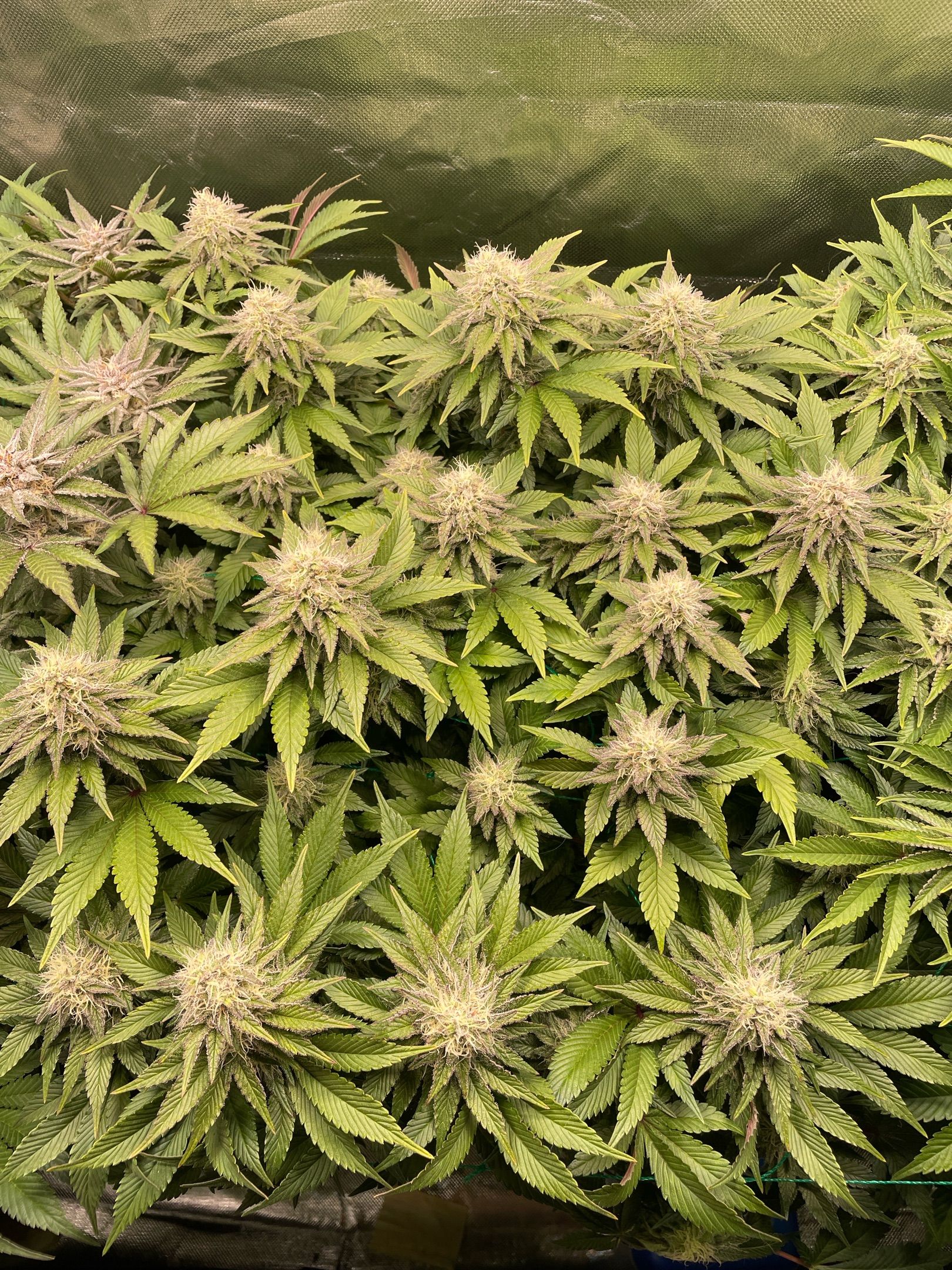 Amber - Blue gelato #41 growlog photo 130