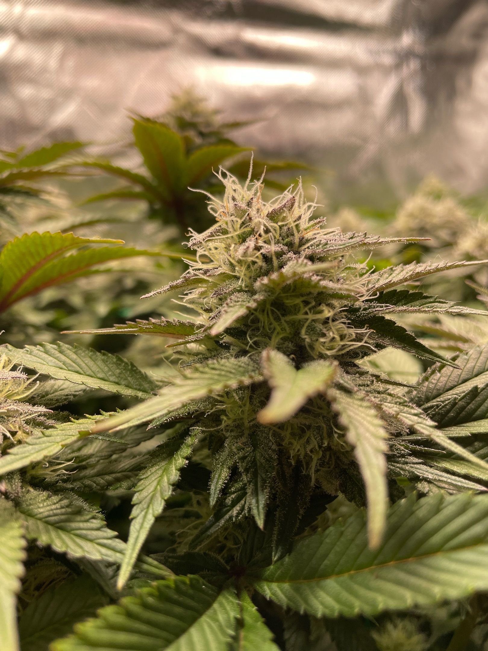 Amber - Blue gelato #41 growlog photo 131