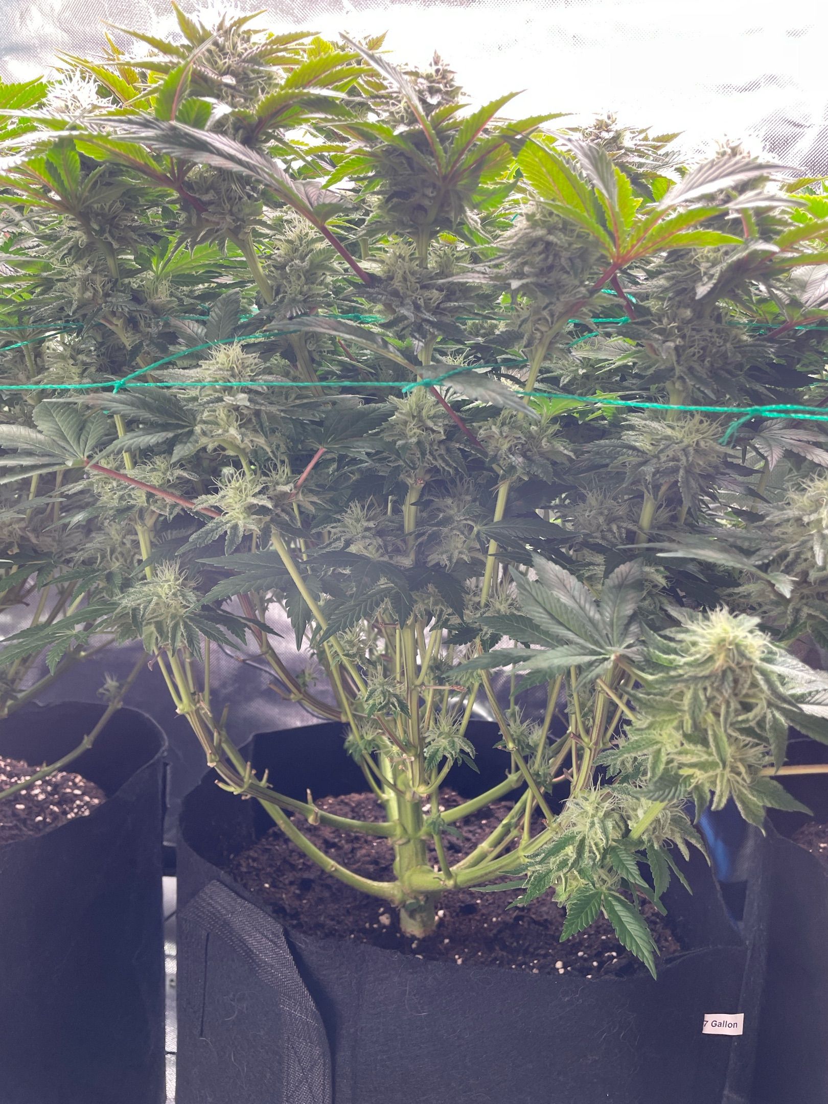 Amber - Blue gelato #41 growlog photo 132