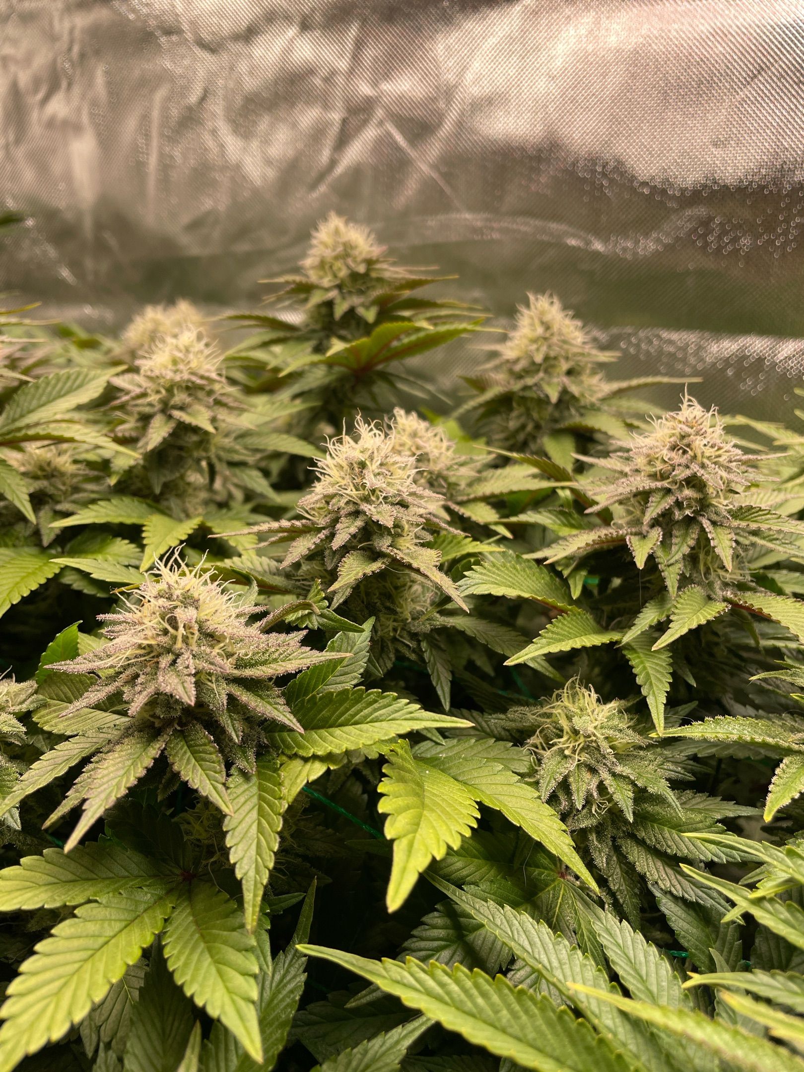 Amber - Blue gelato #41 growlog photo 133