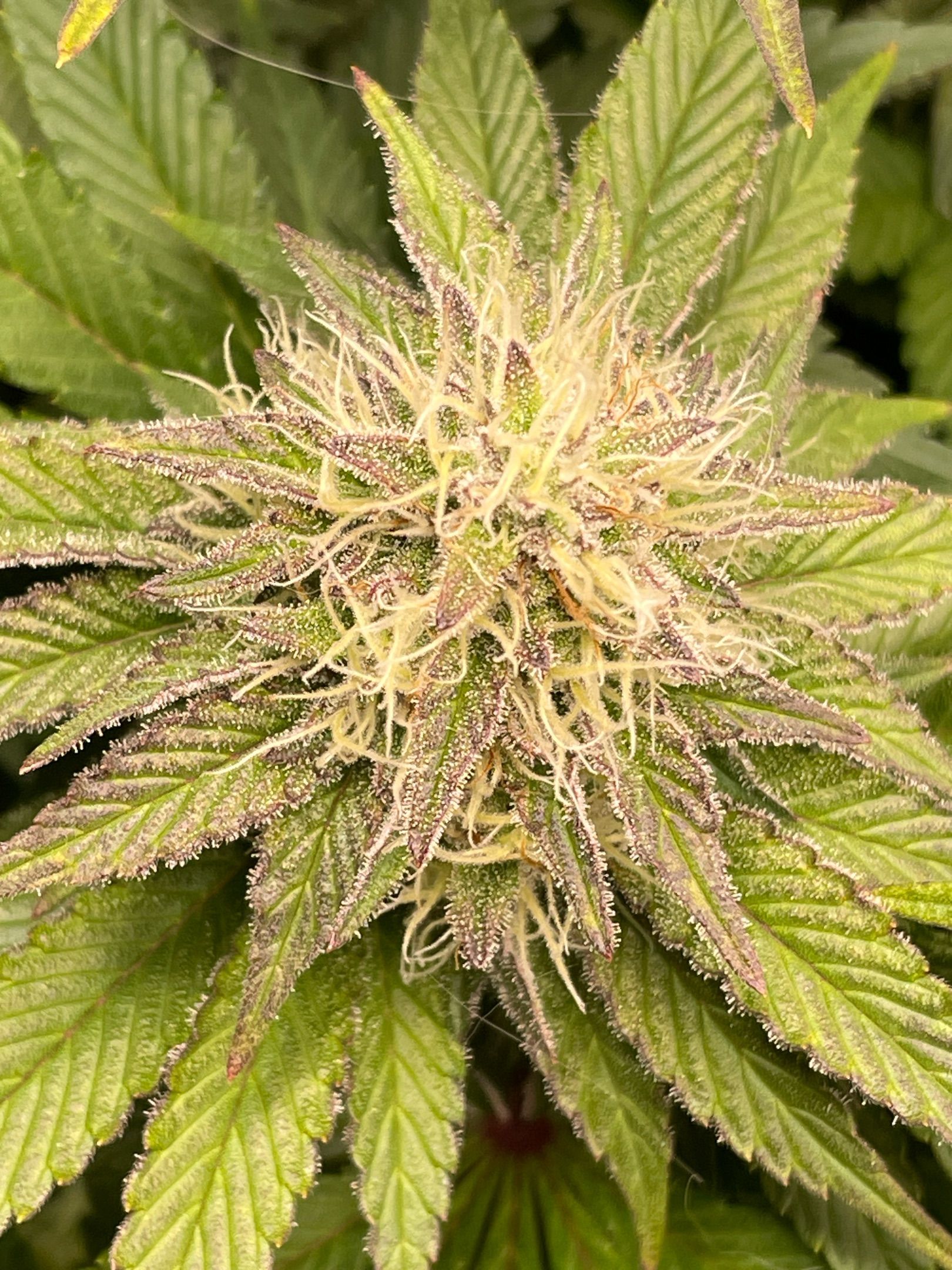 Amber - Blue gelato #41 growlog photo 134