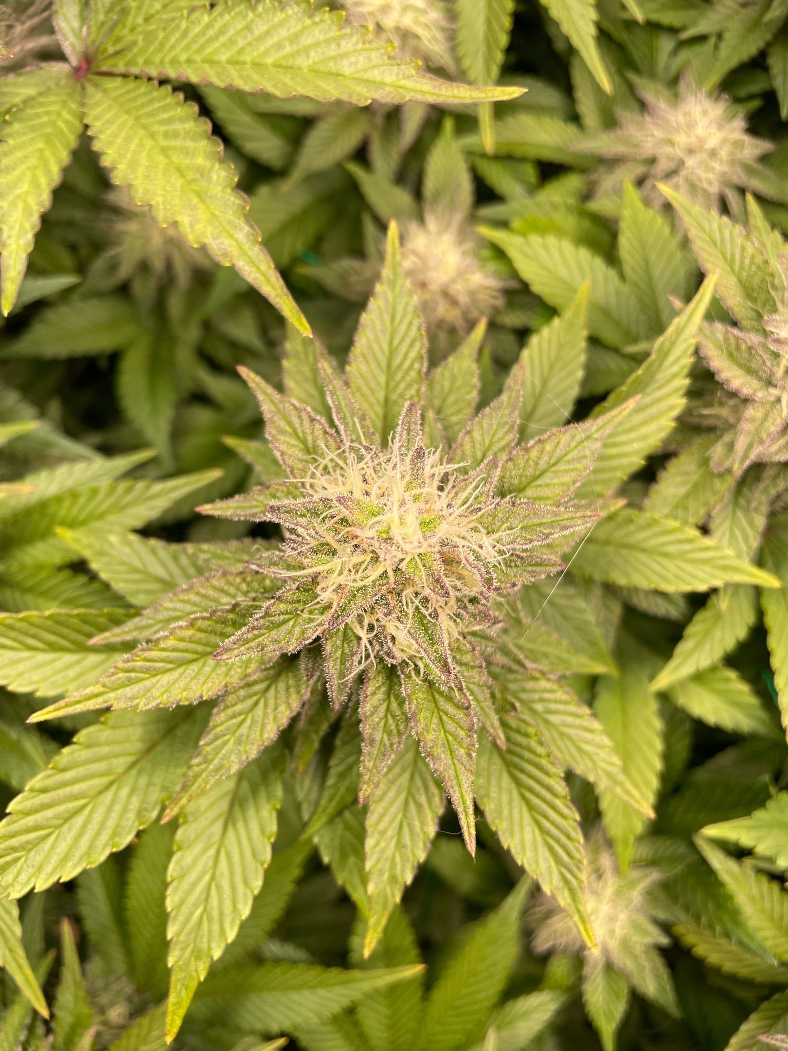 Amber - Blue gelato #41 growlog photo 135