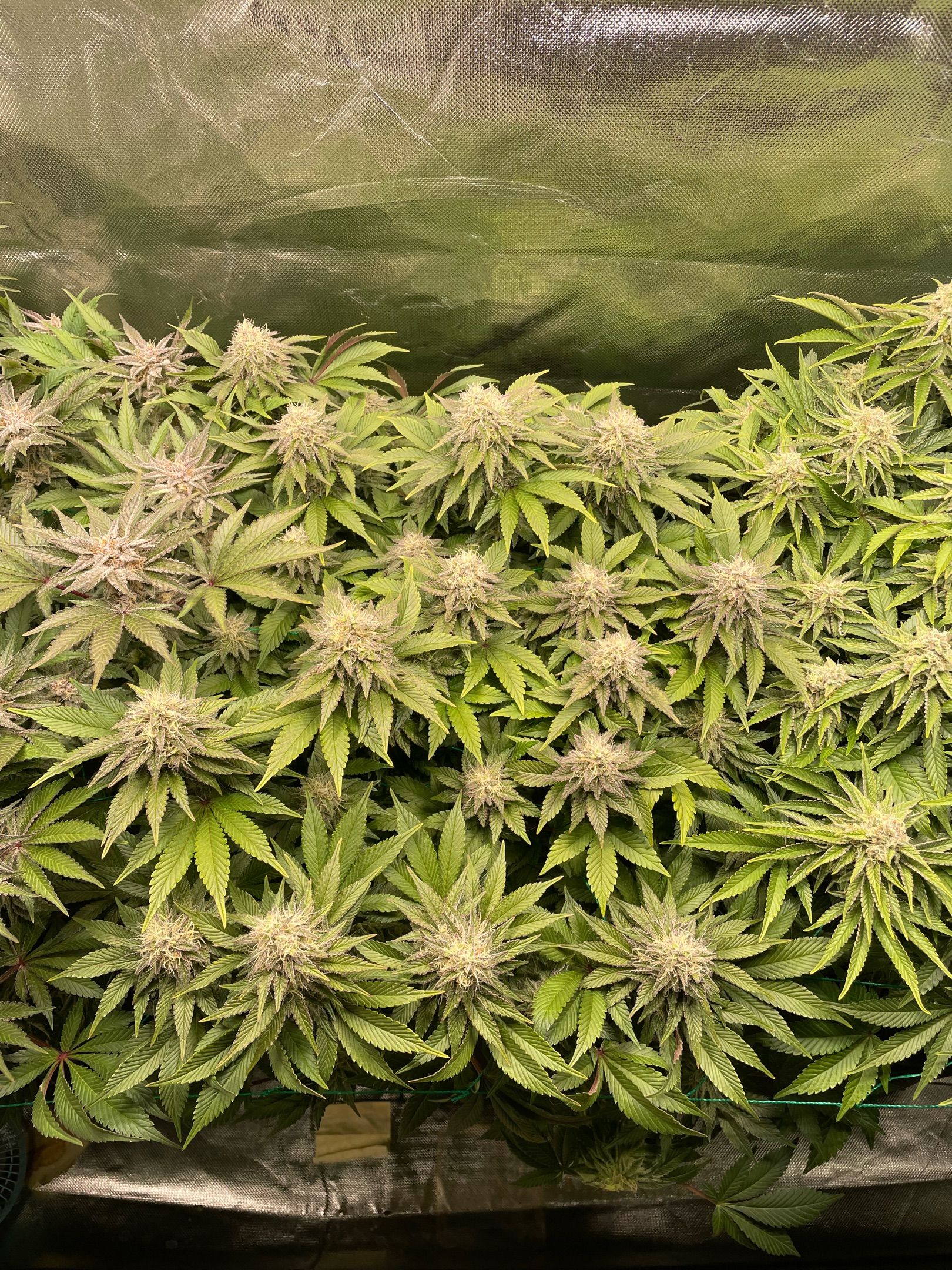 Amber - Blue gelato #41 growlog photo 136