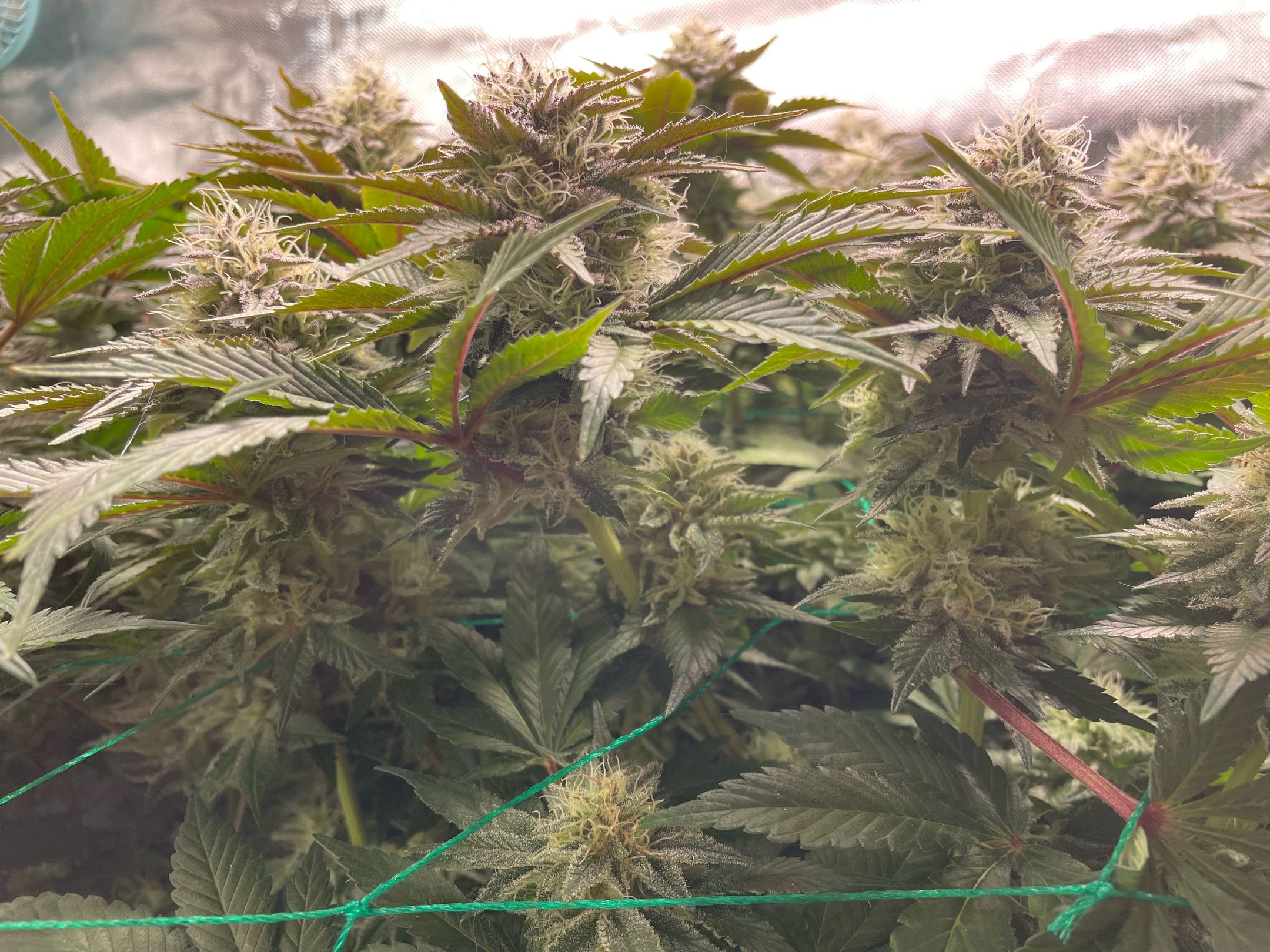 Amber - Blue gelato #41 growlog photo 137