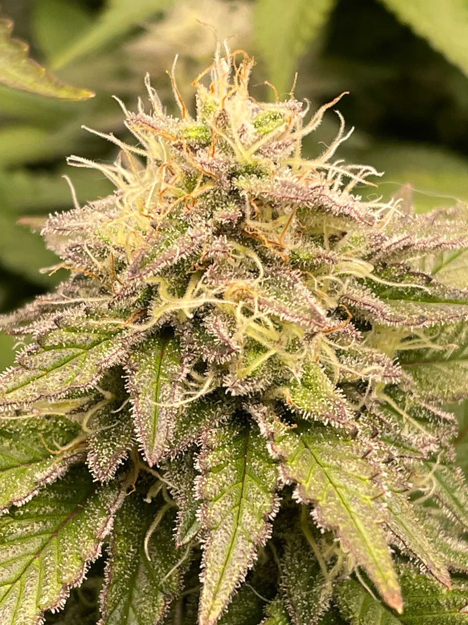 Amber - Blue gelato #41 growlog photo 138