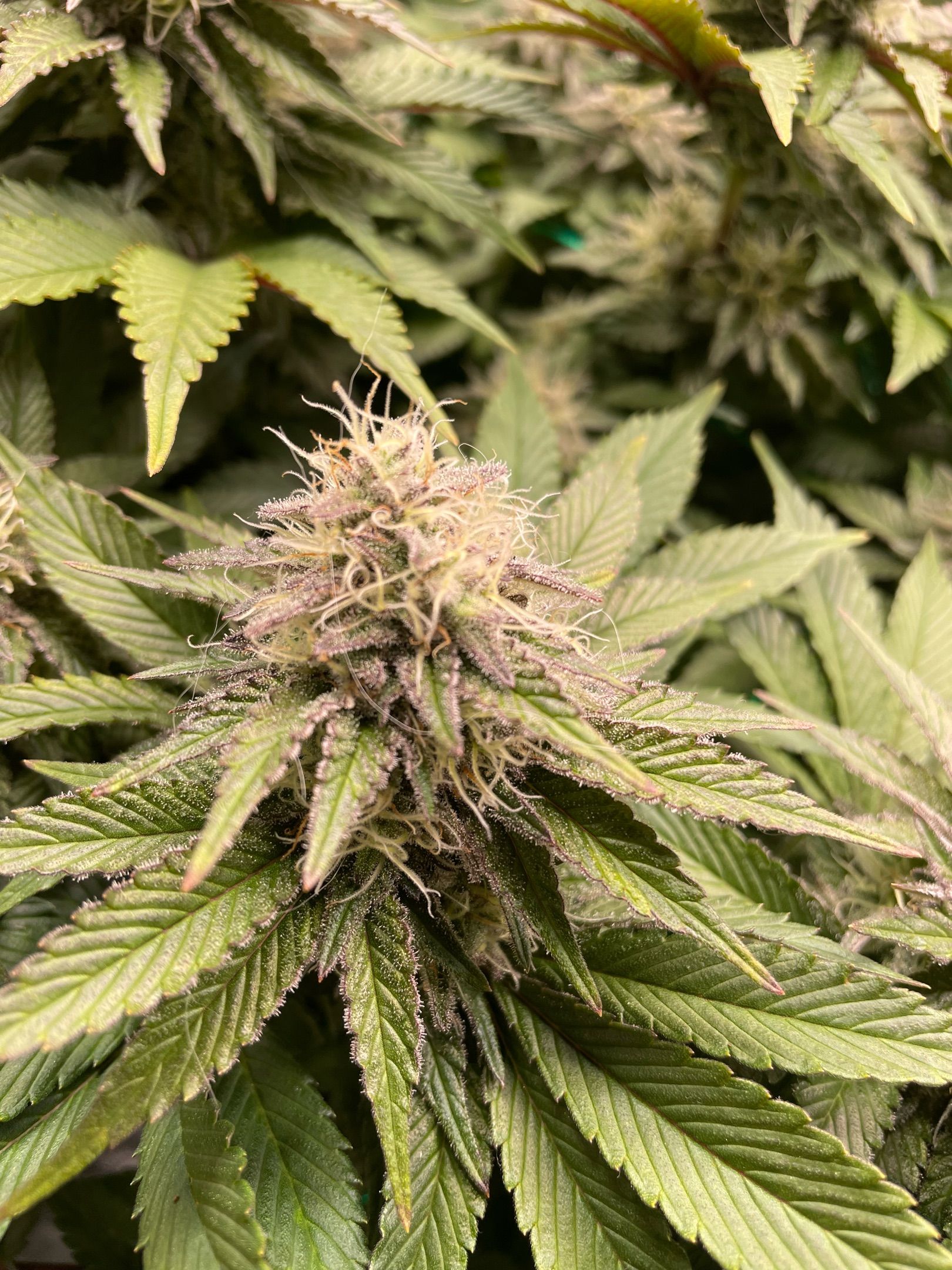 Amber - Blue gelato #41 growlog photo 139