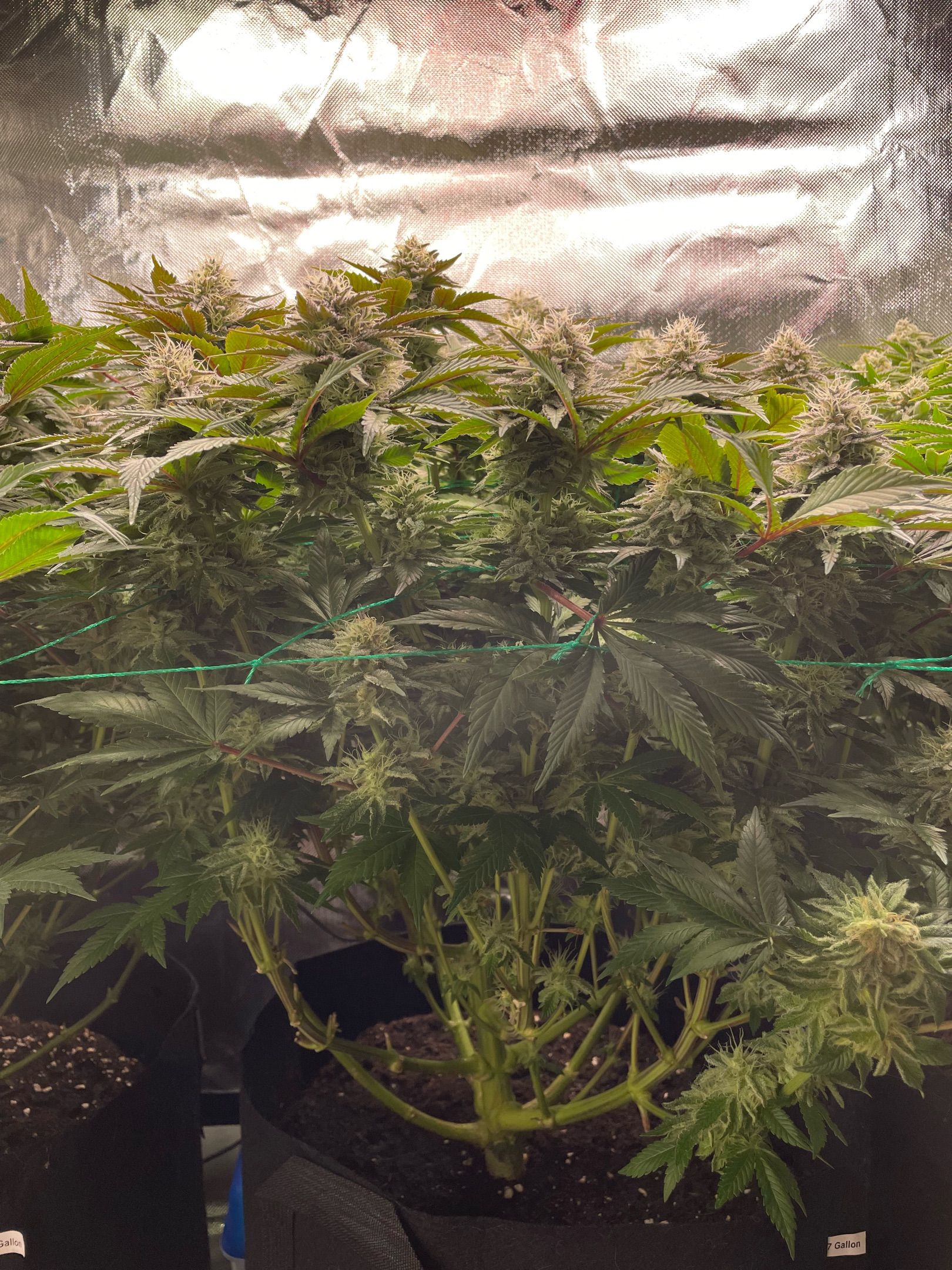 Amber - Blue gelato #41 growlog photo 140