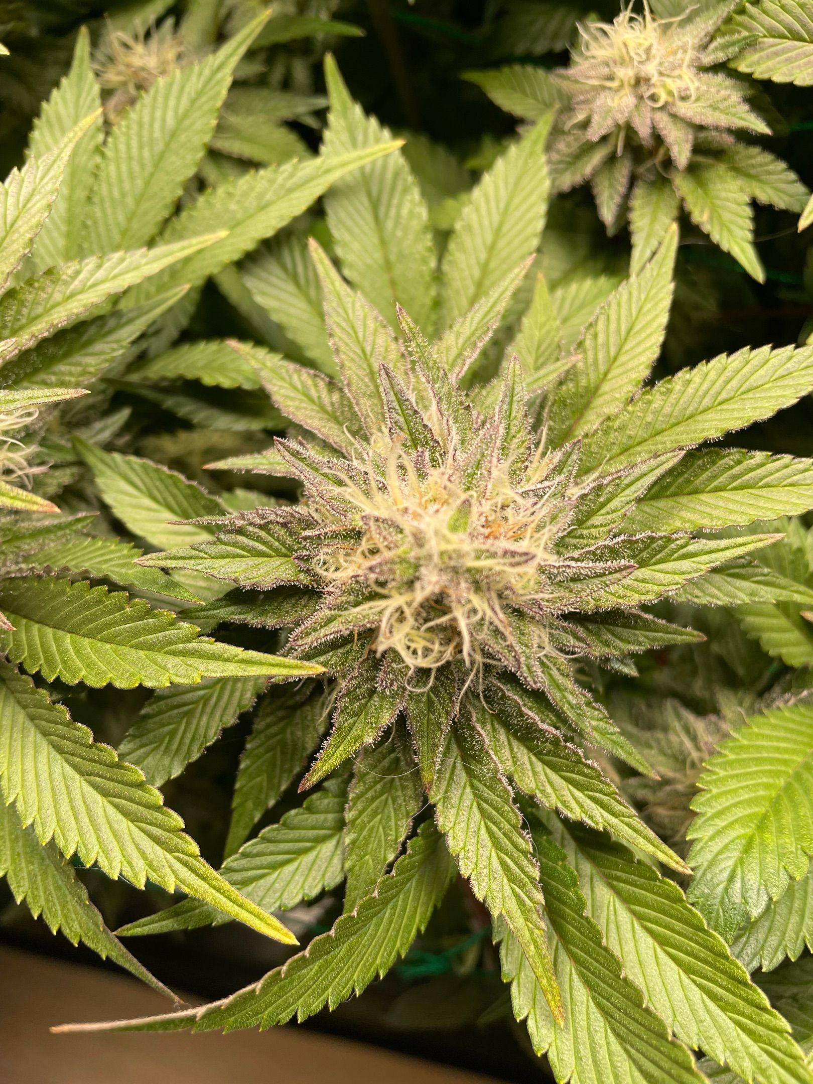 Amber - Blue gelato #41 growlog photo 141