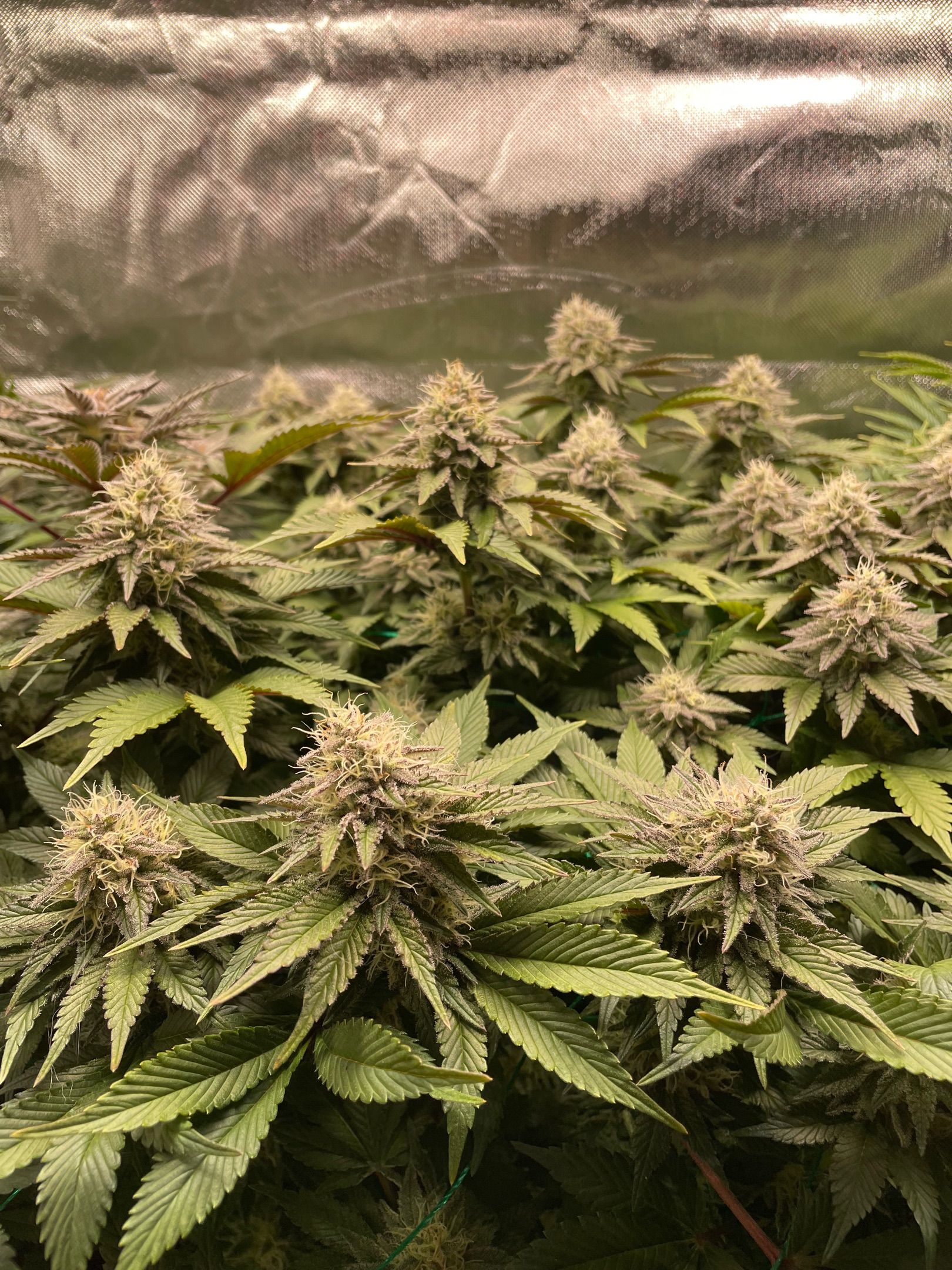 Amber - Blue gelato #41 growlog photo 142
