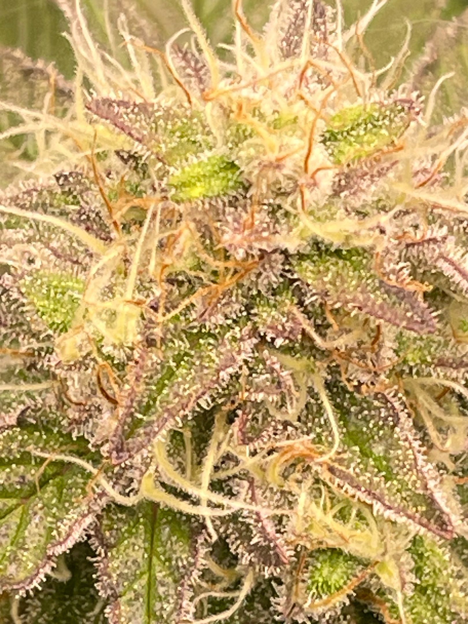Amber - Blue gelato #41 growlog photo 144