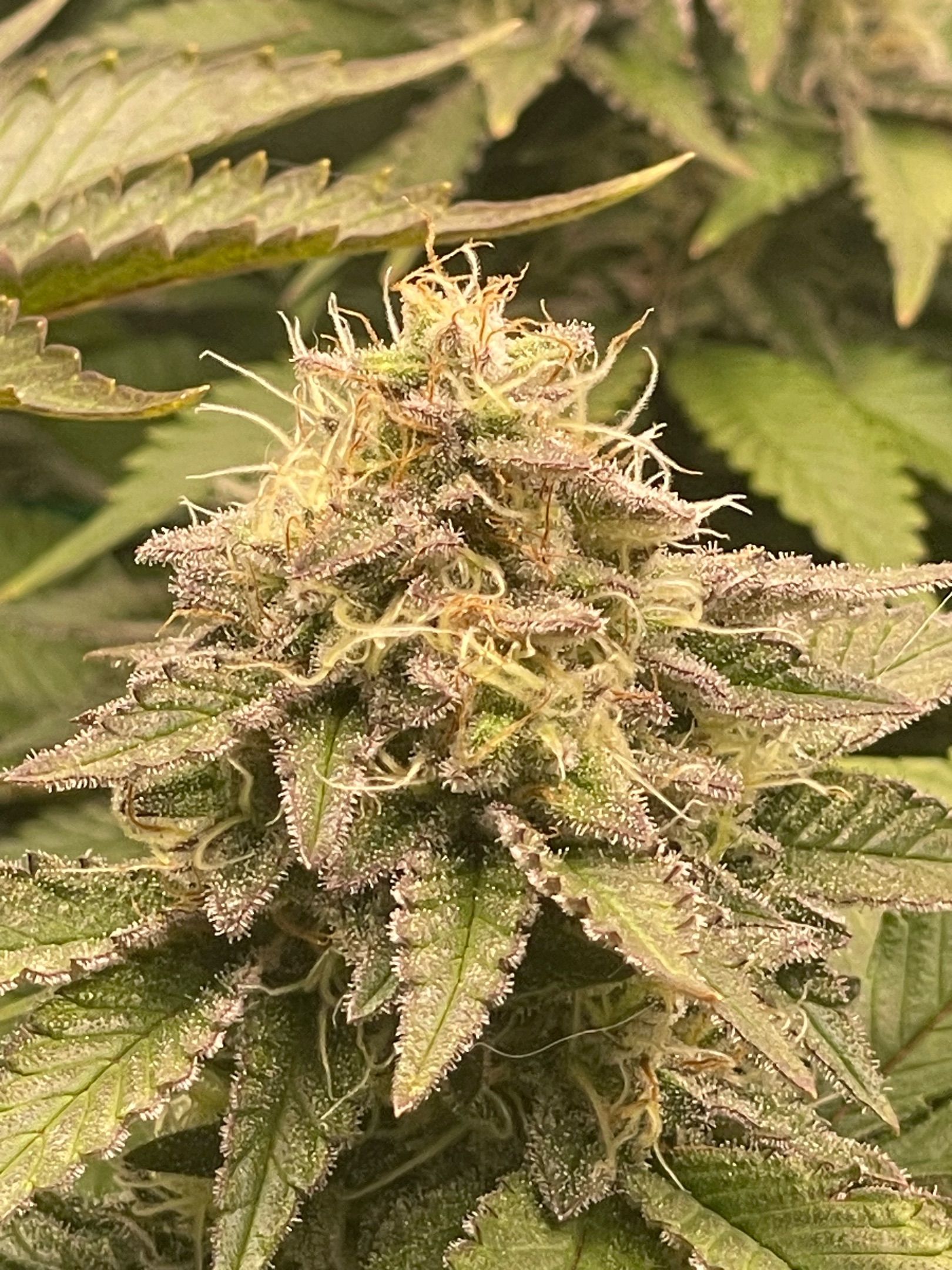 Amber - Blue gelato #41 growlog photo 143