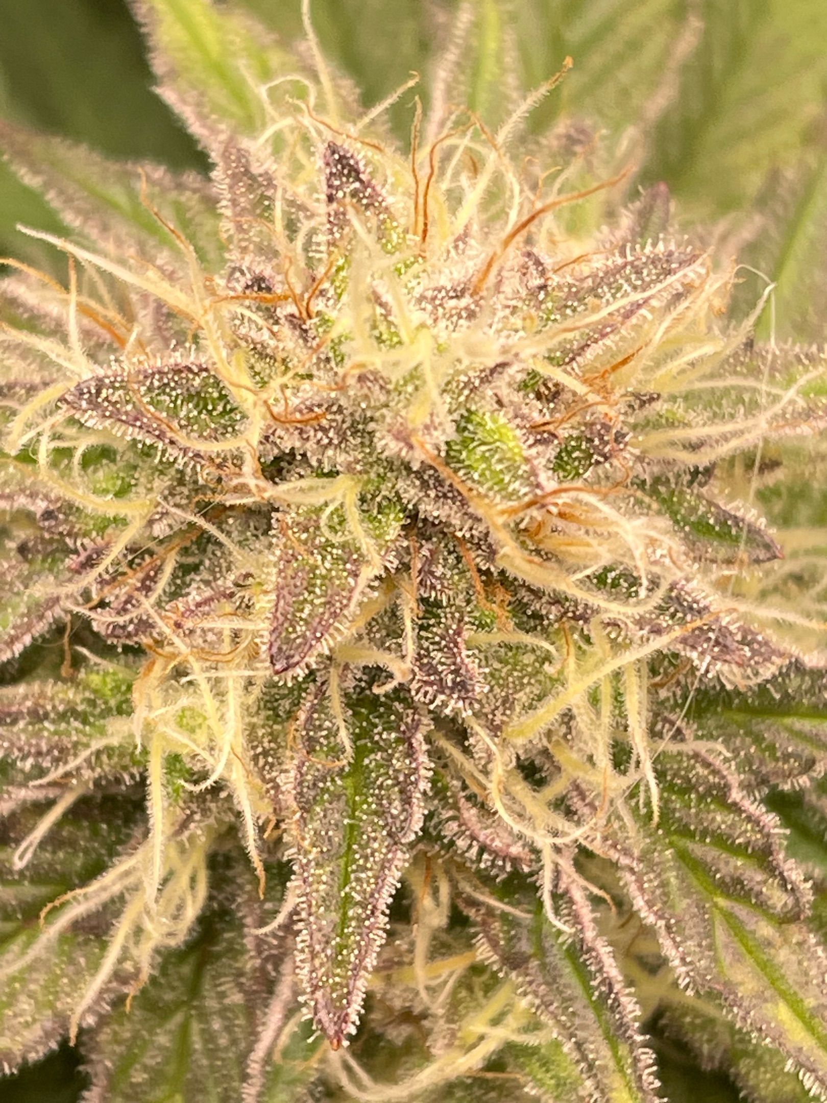 Amber - Blue gelato #41 growlog photo 145