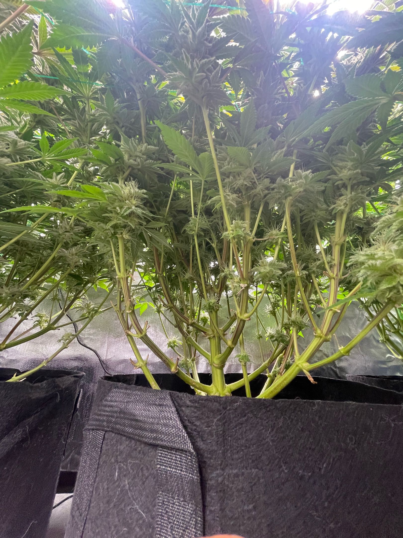 Amber - Blue gelato #41 growlog photo 146