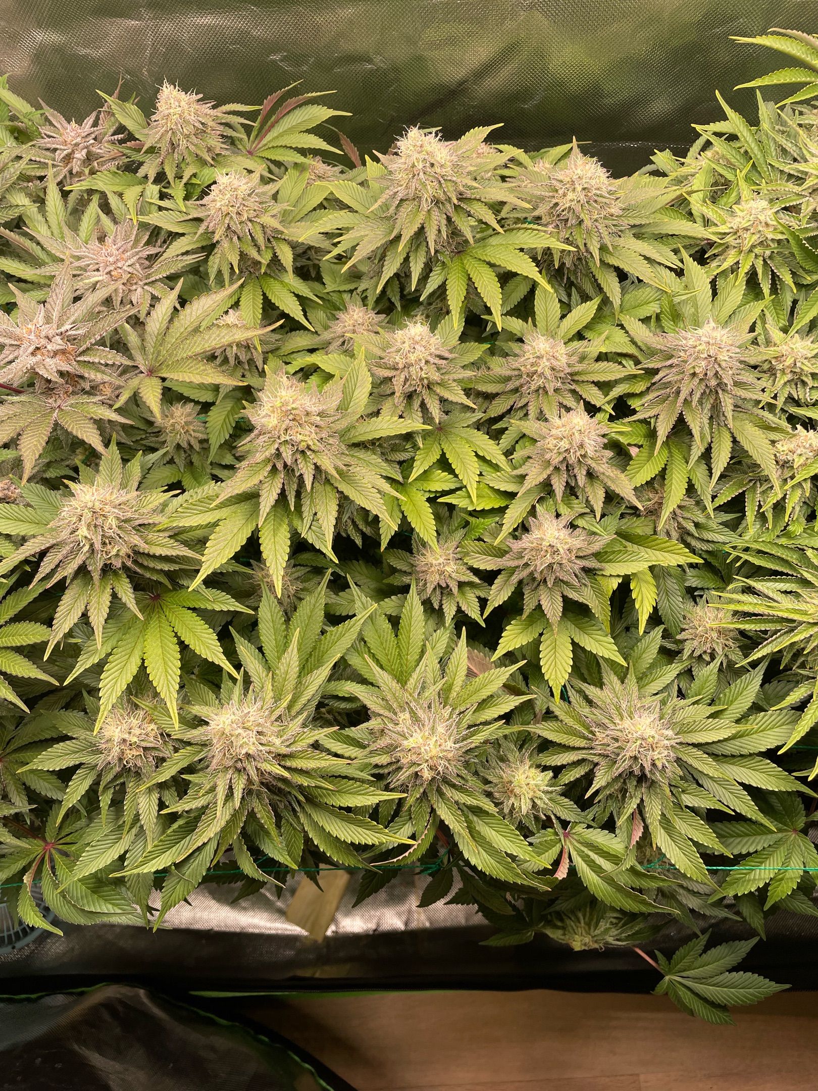 Amber - Blue gelato #41 growlog photo 147