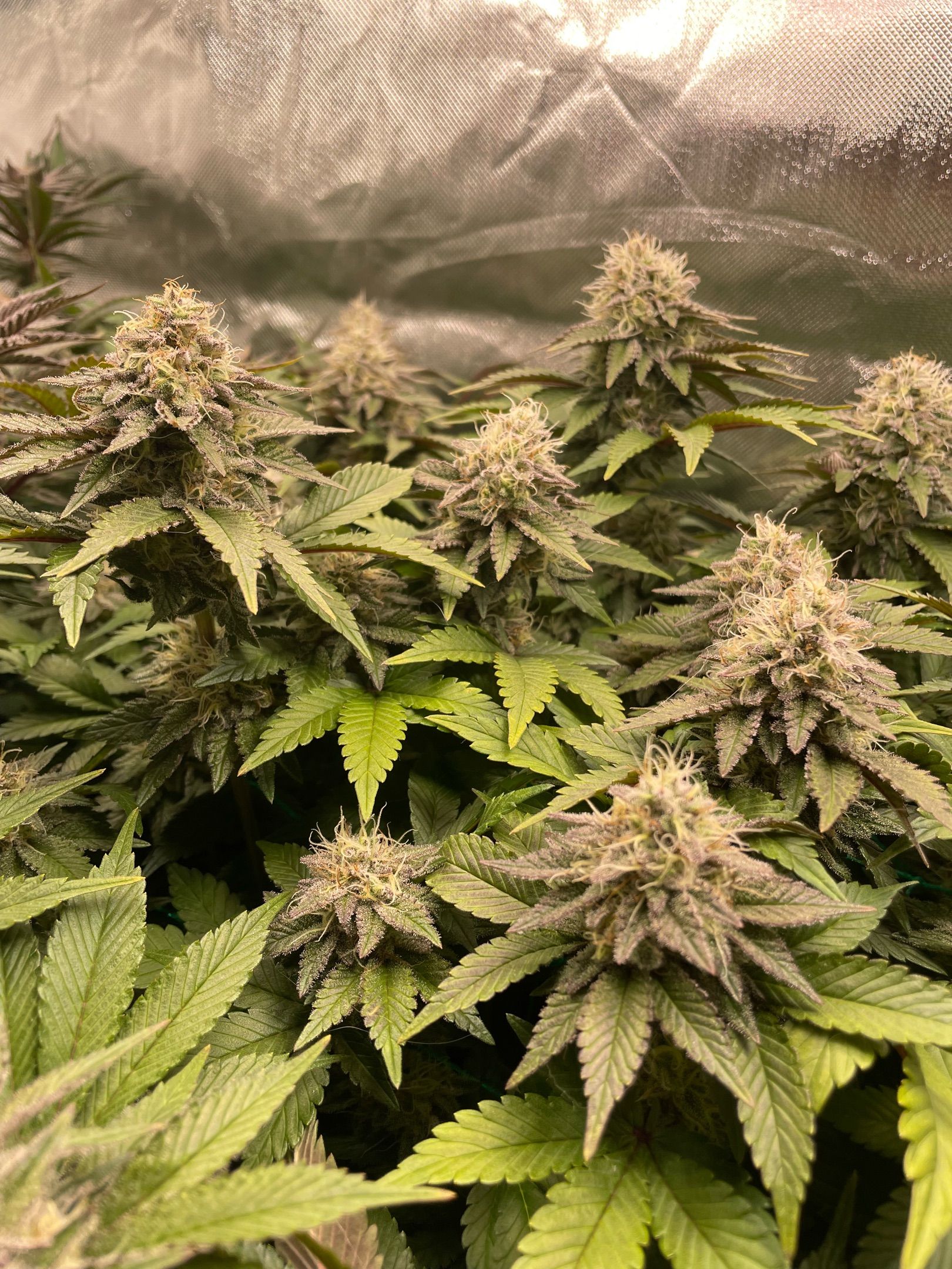 Amber - Blue gelato #41 growlog photo 148