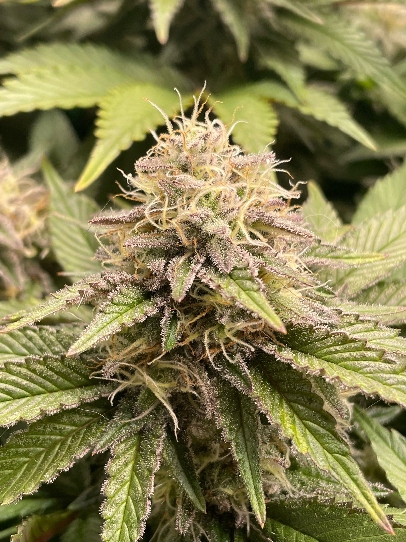Amber - Blue gelato #41 growlog photo 149