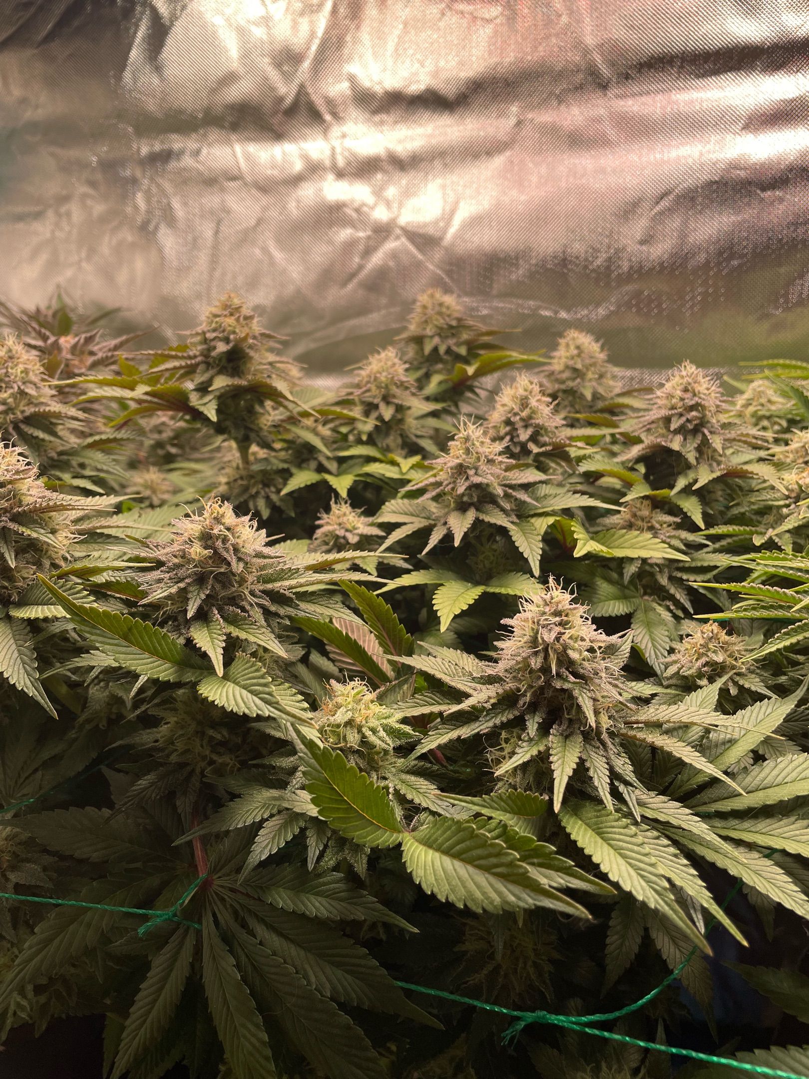 Amber - Blue gelato #41 growlog photo 150