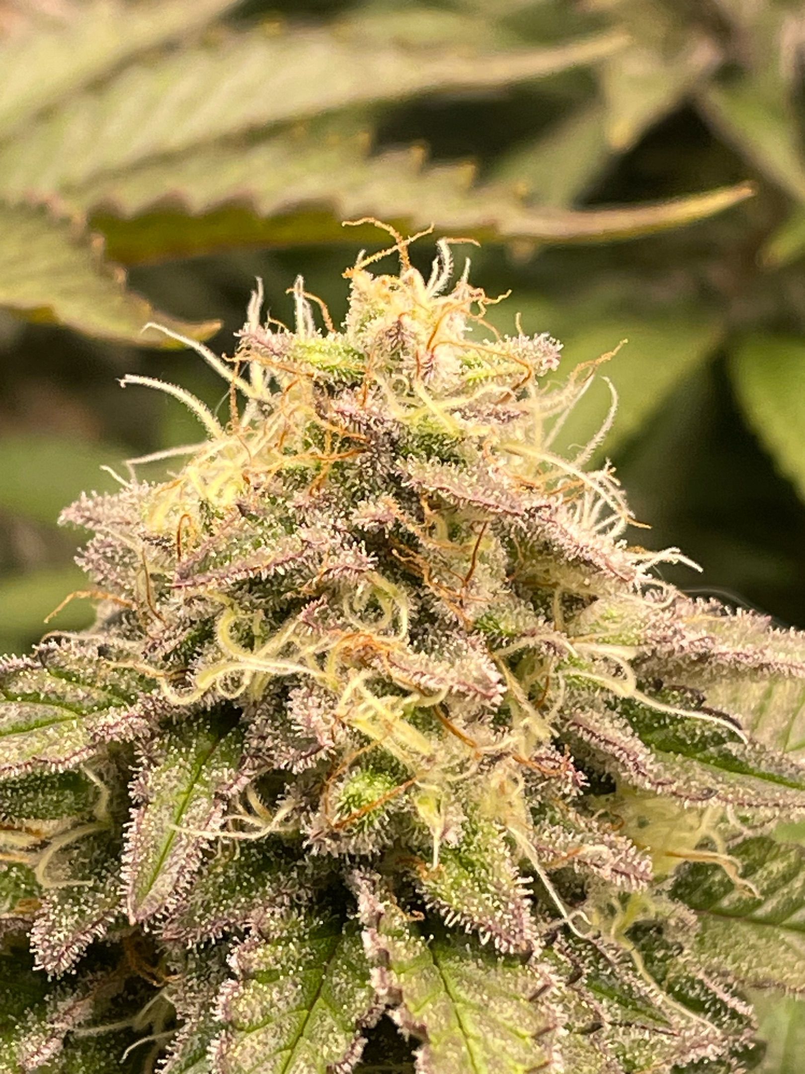Amber - Blue gelato #41 growlog photo 151