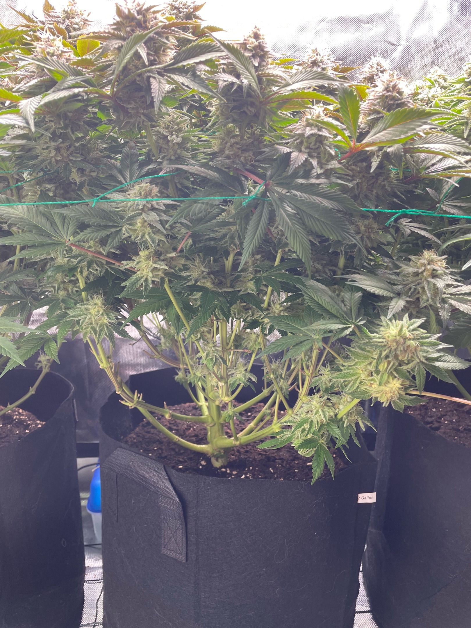 Amber - Blue gelato #41 growlog photo 152