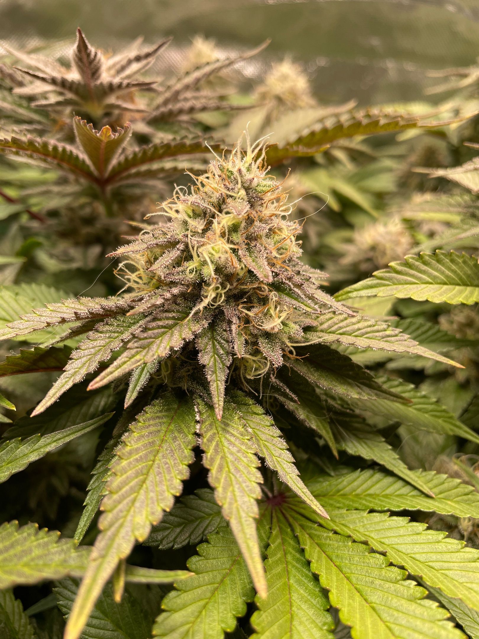 Amber - Blue gelato #41 growlog photo 153