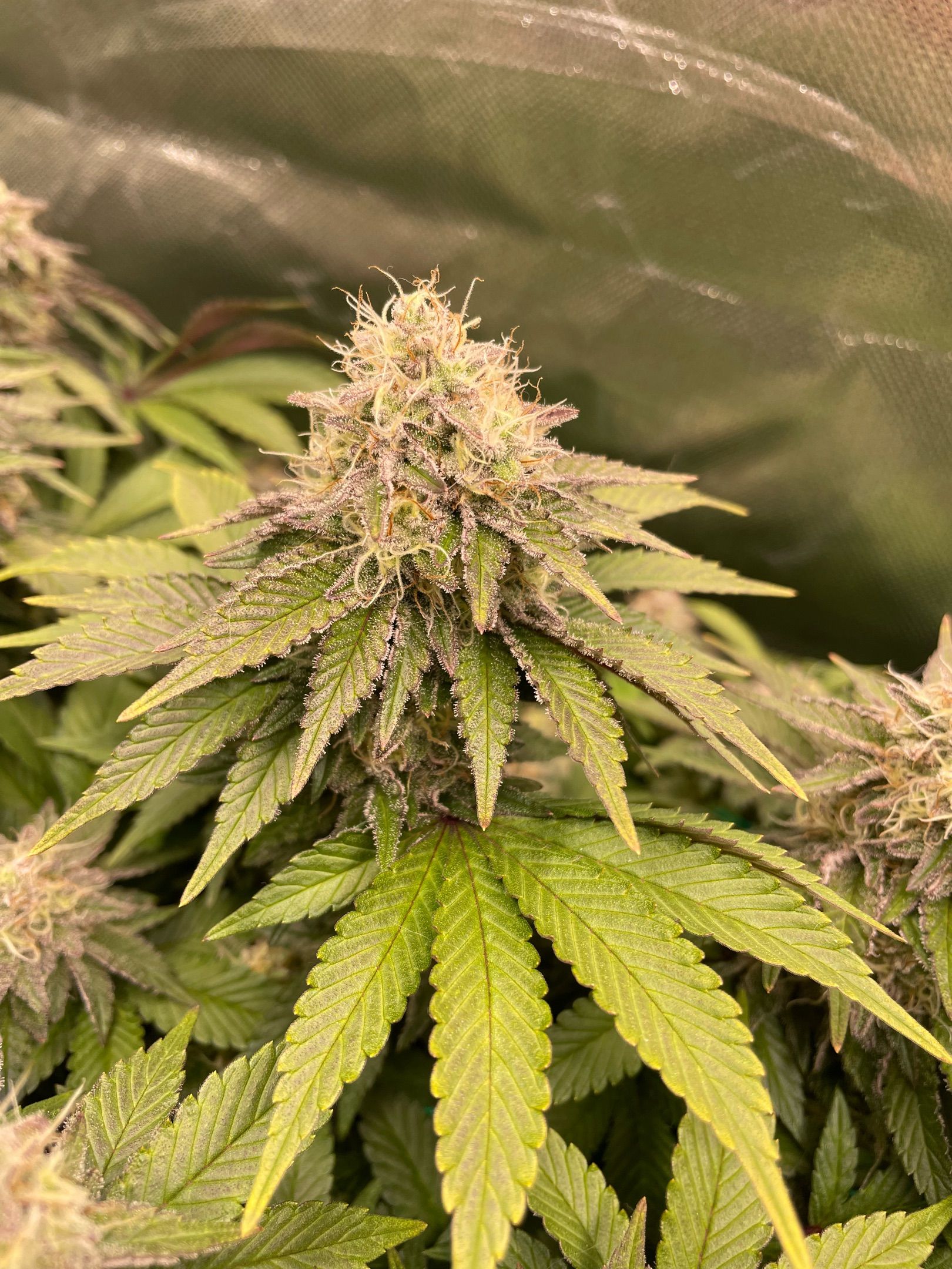 Amber - Blue gelato #41 growlog photo 154