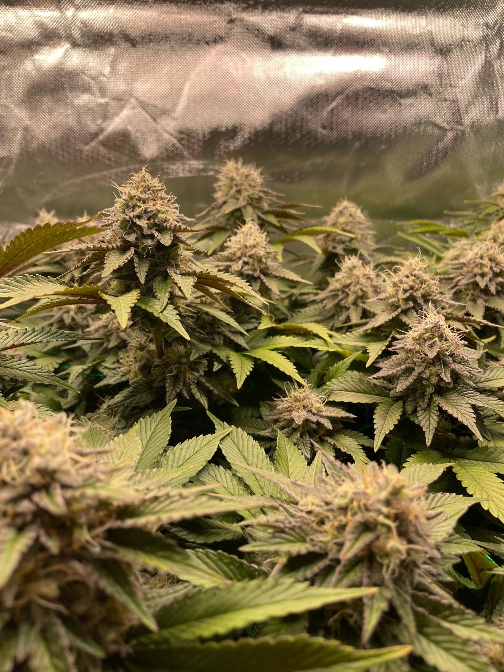 Amber - Blue gelato #41 growlog photo 155