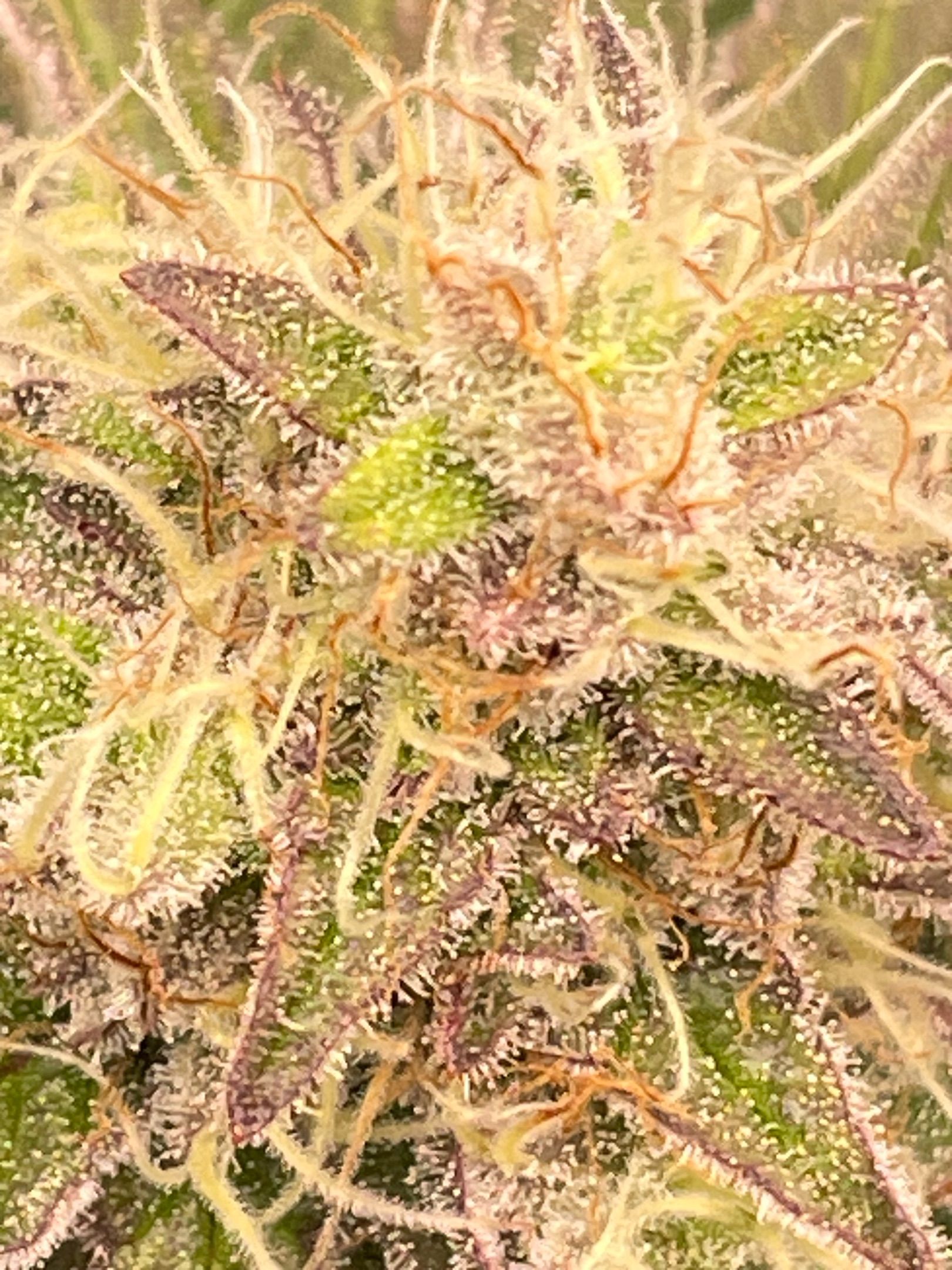 Amber - Blue gelato #41 growlog photo 156