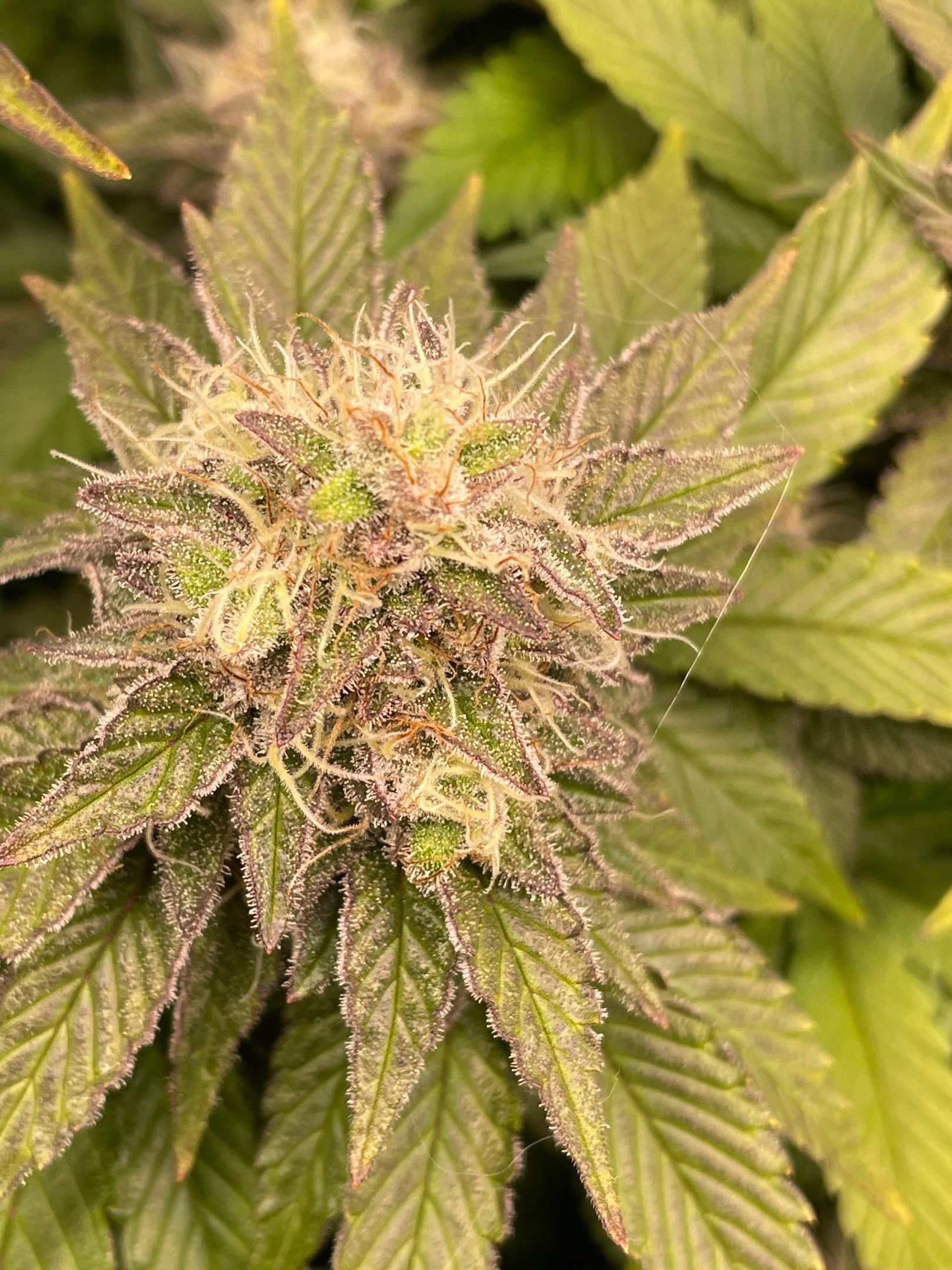 Amber - Blue gelato #41 growlog photo 157