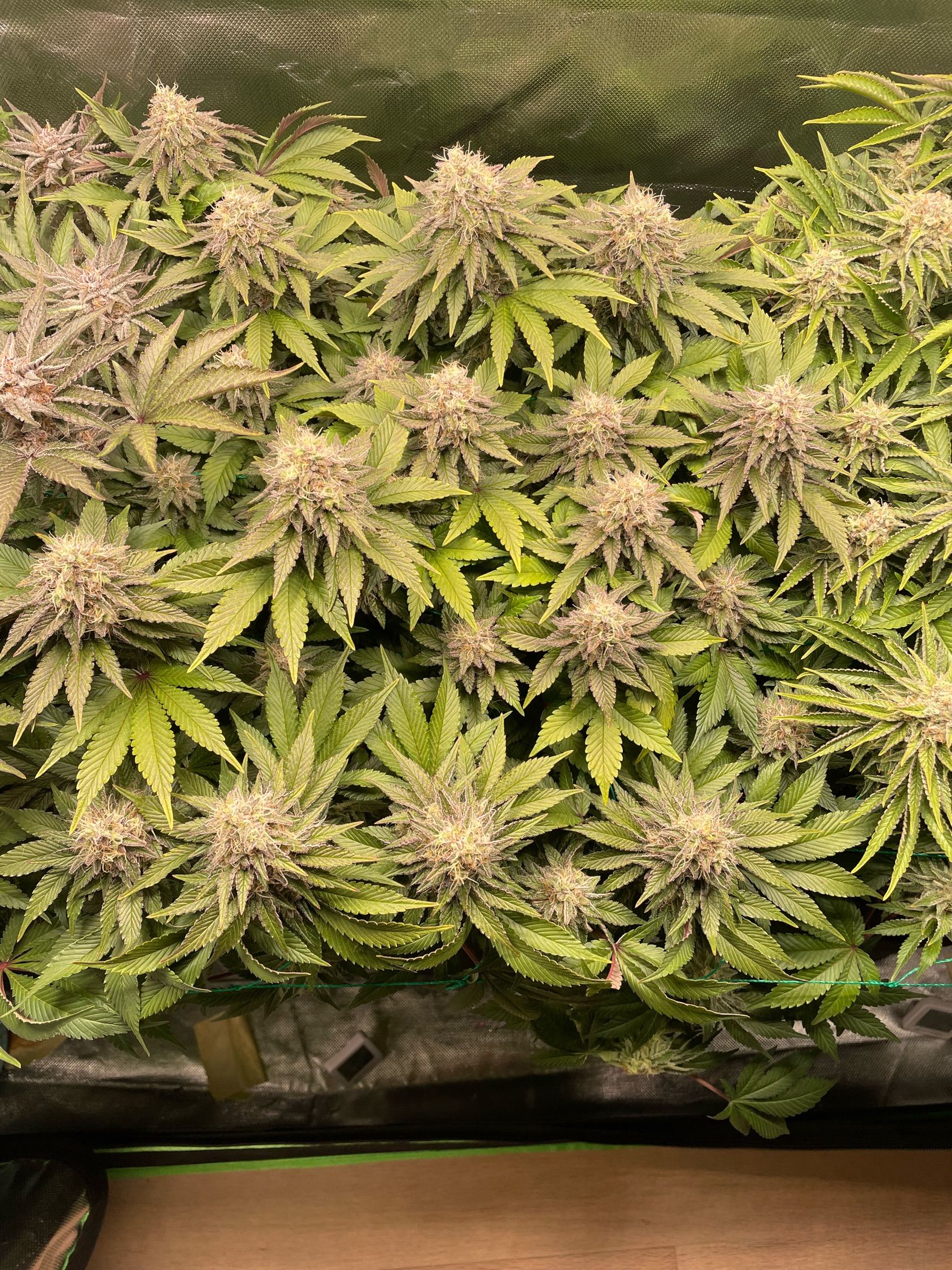 Amber - Blue gelato #41 growlog photo 158