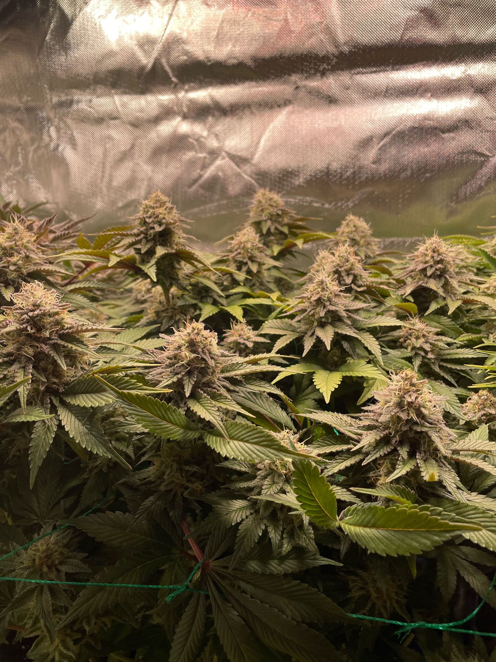 Amber - Blue gelato #41 growlog photo 159