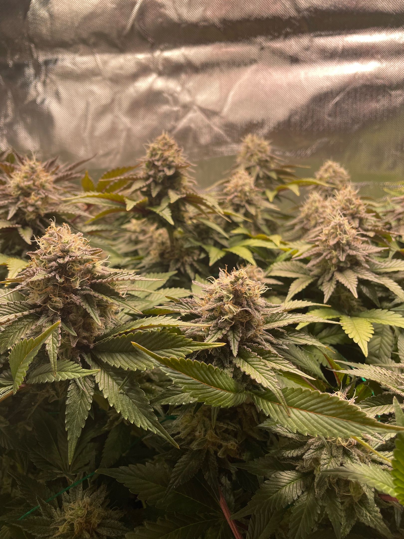 Amber - Blue gelato #41 growlog photo 160
