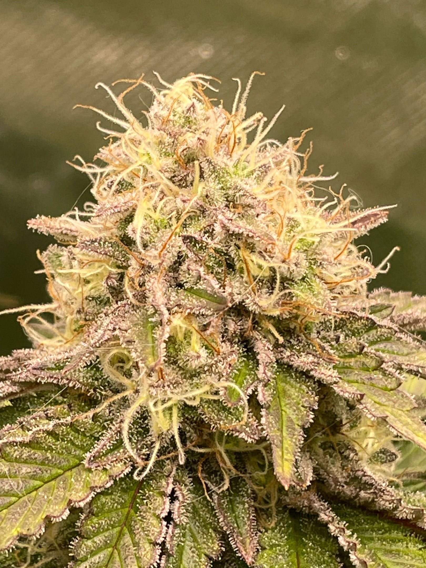 Amber - Blue gelato #41 growlog photo 161