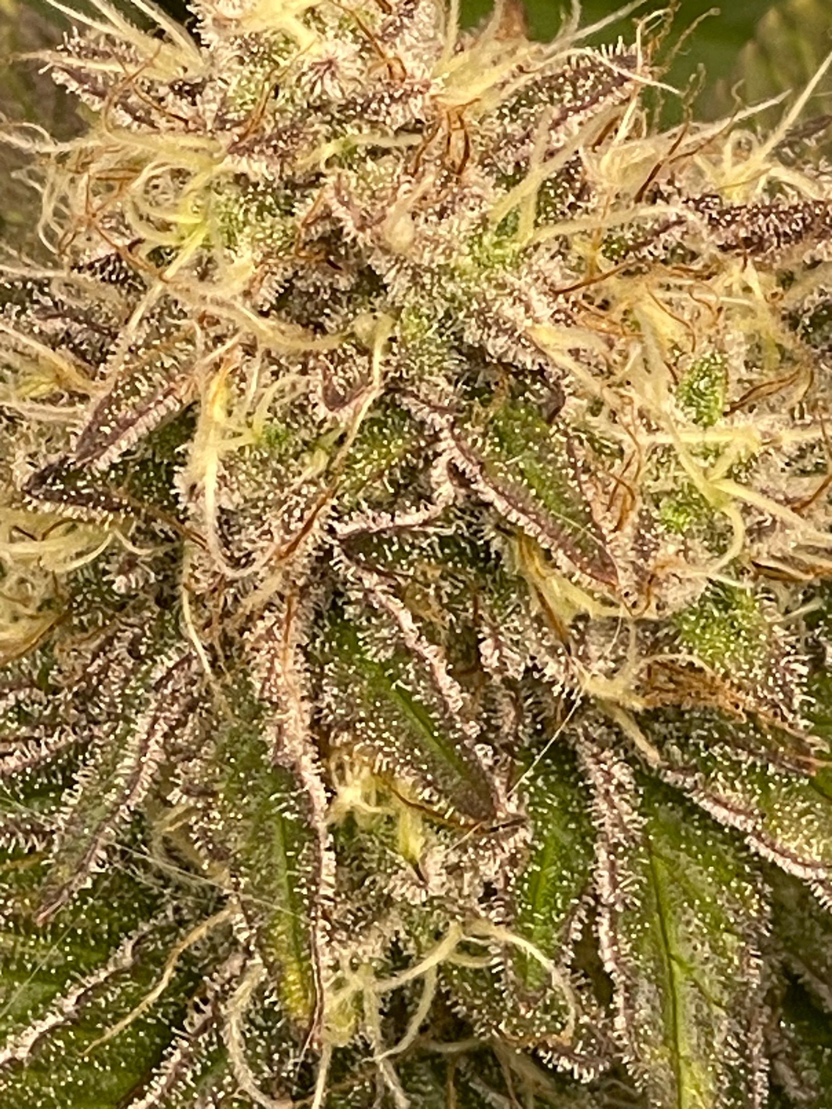 Amber - Blue gelato #41 growlog photo 162