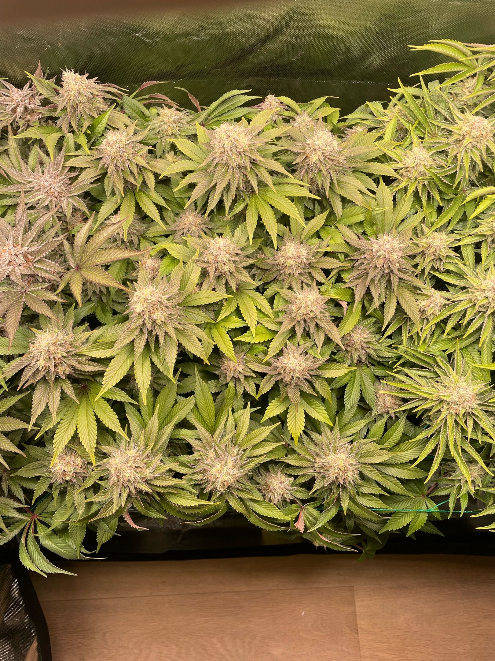 Amber - Blue gelato #41 growlog photo 163