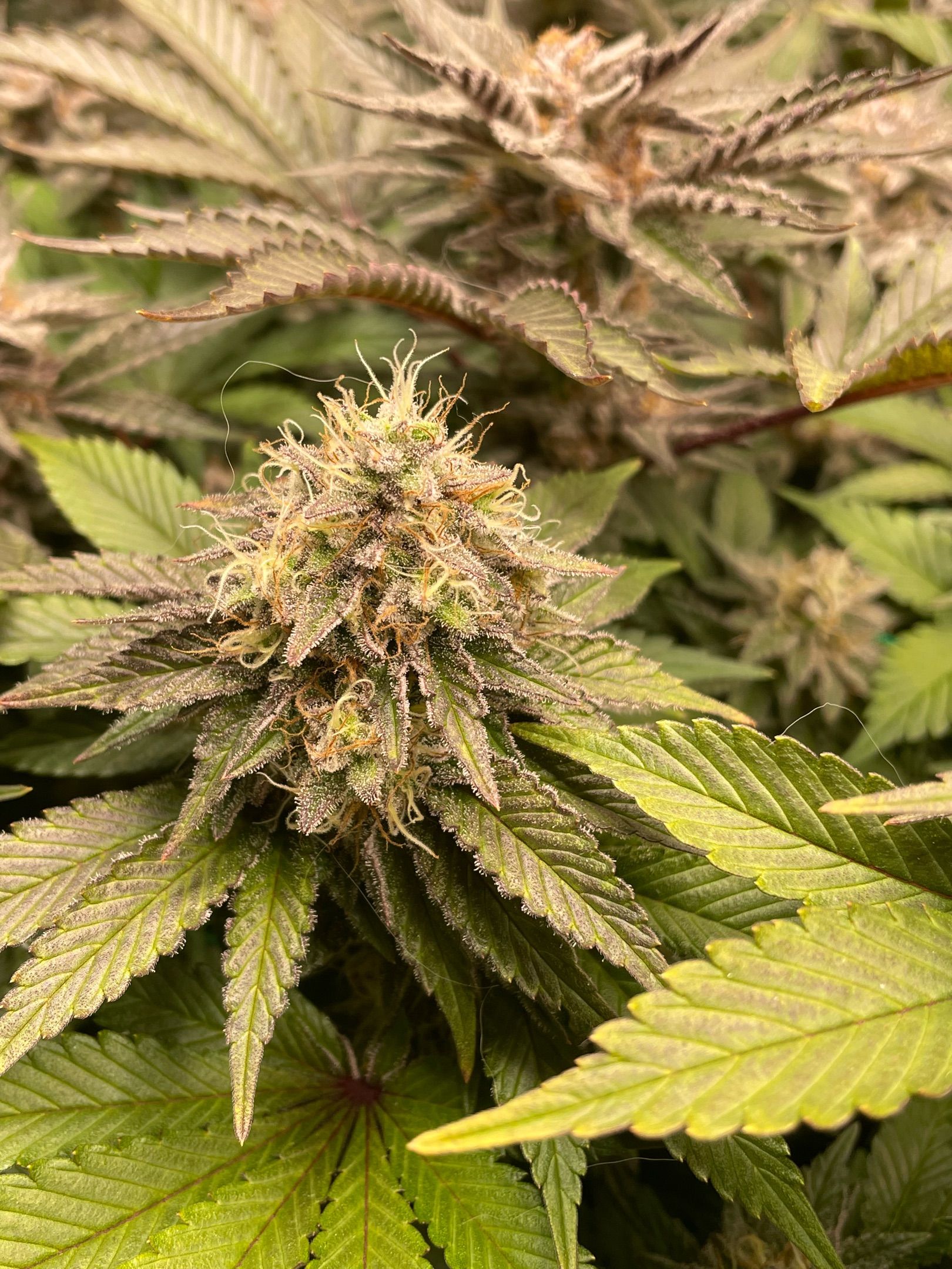 Amber - Blue gelato #41 growlog photo 164