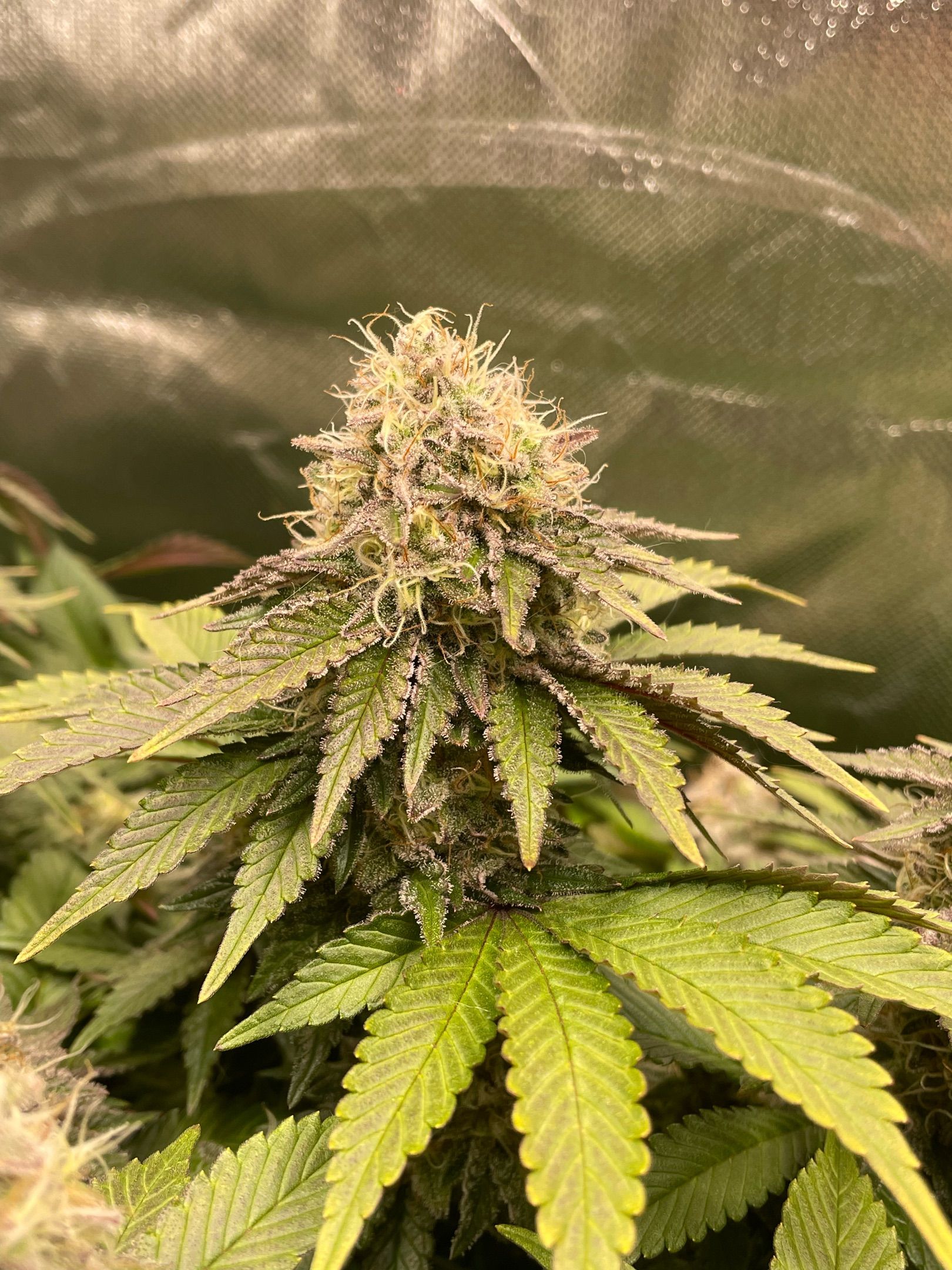Amber - Blue gelato #41 growlog photo 165