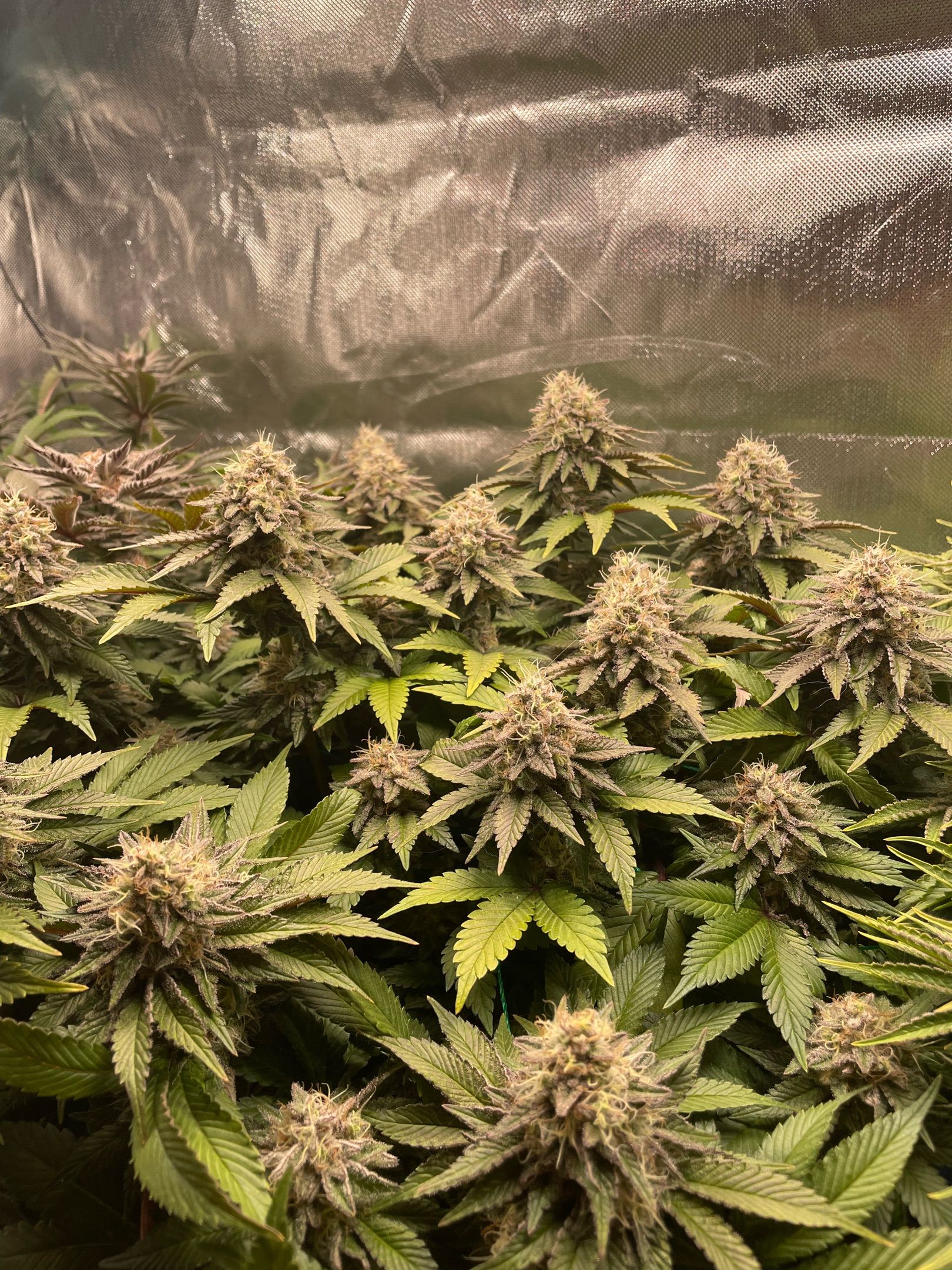 Amber - Blue gelato #41 growlog photo 166