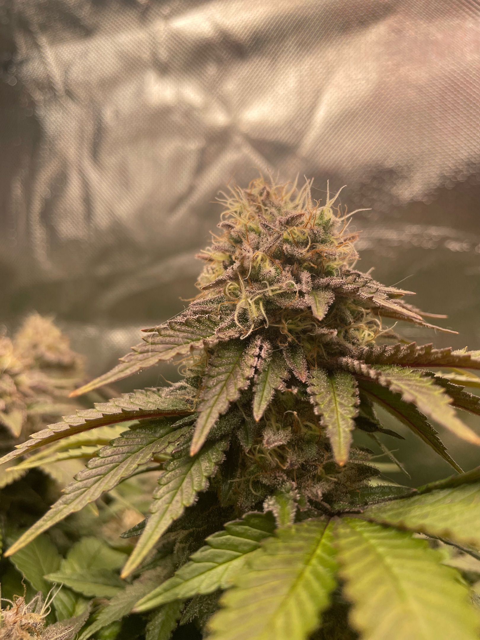 Amber - Blue gelato #41 growlog photo 167
